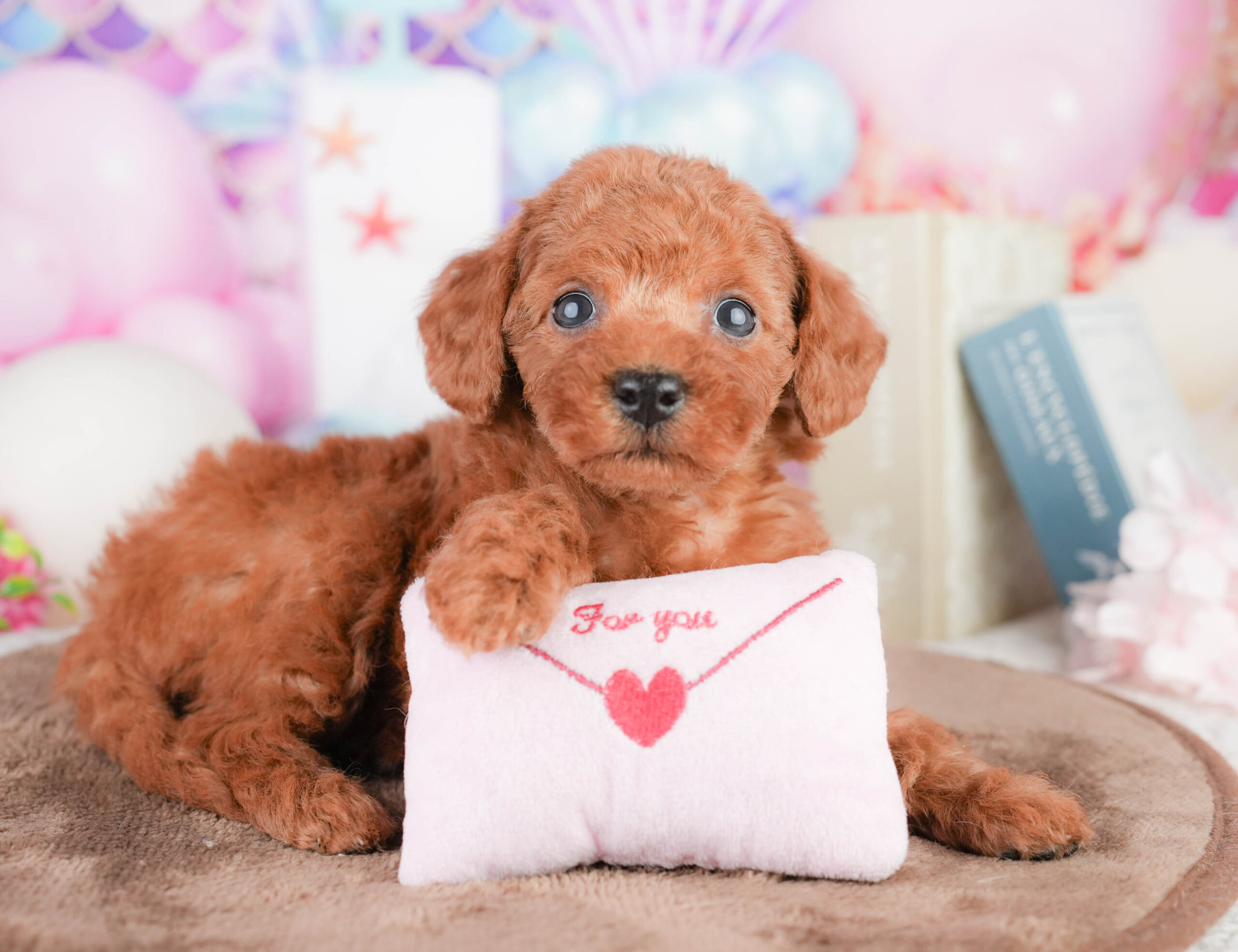 トイ・プードル | 女の子 | レッド | 2026年1月17日