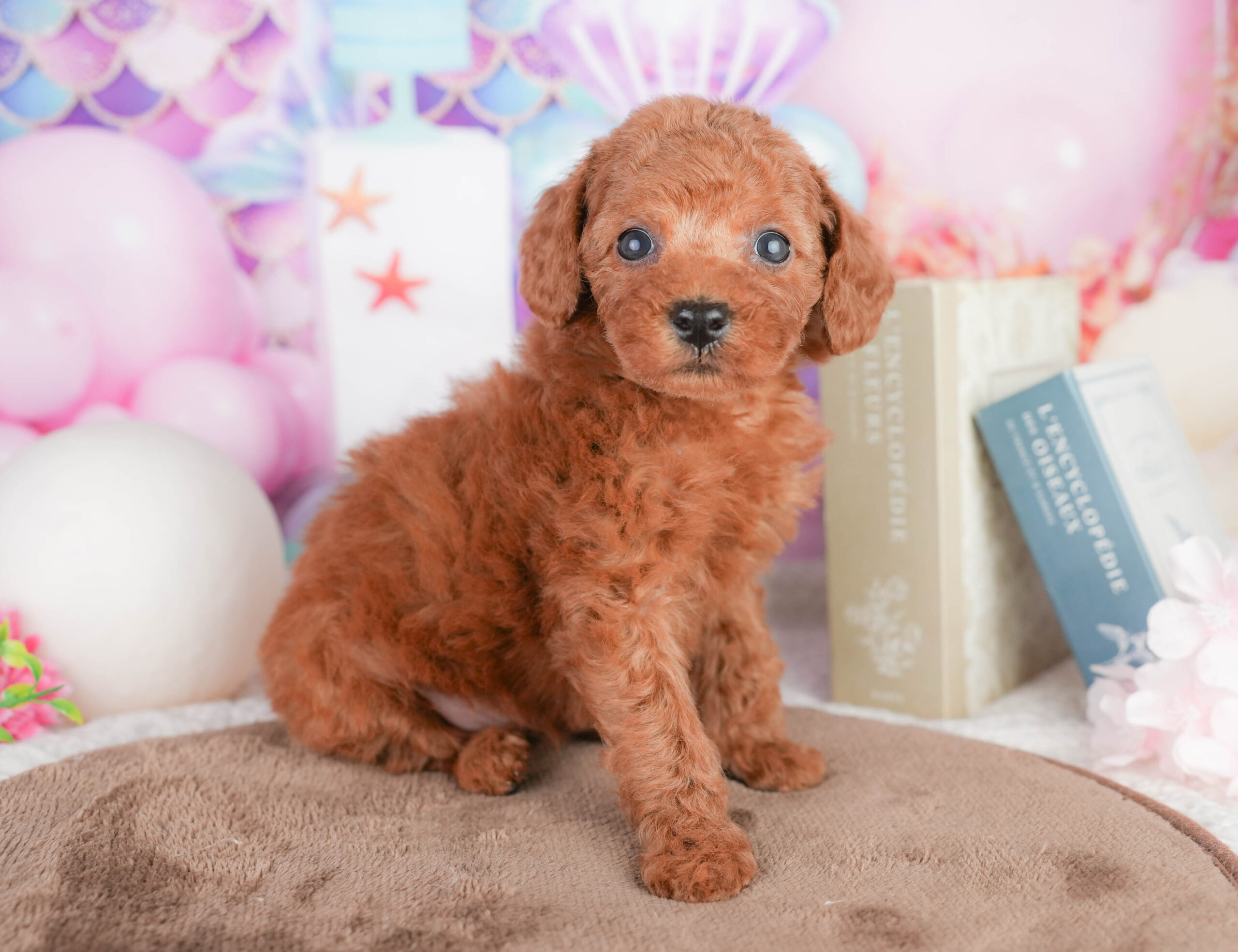 トイ・プードル | 女の子 | レッド | 2026年1月17日