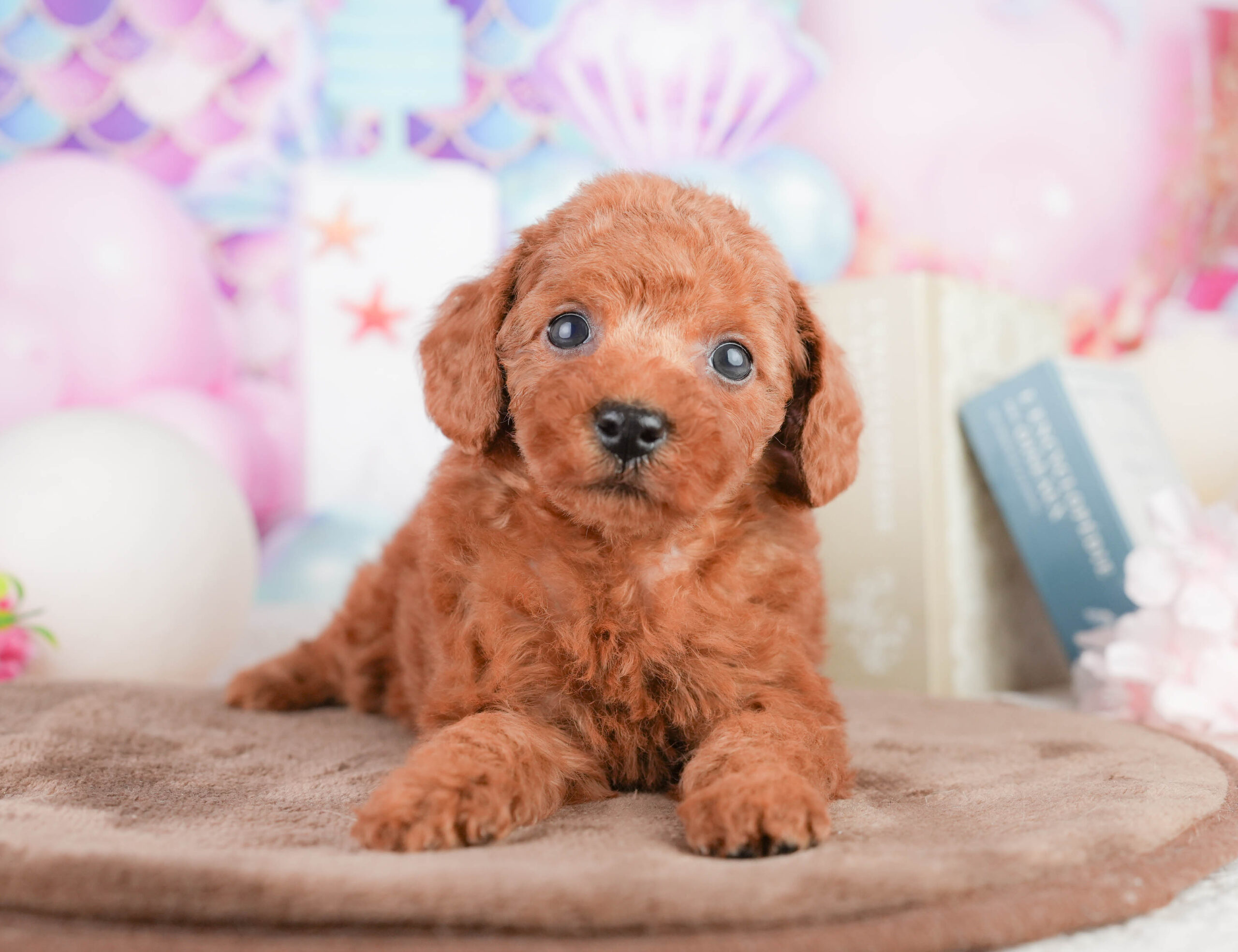 トイ・プードル | 女の子 | レッド | 2026年1月17日