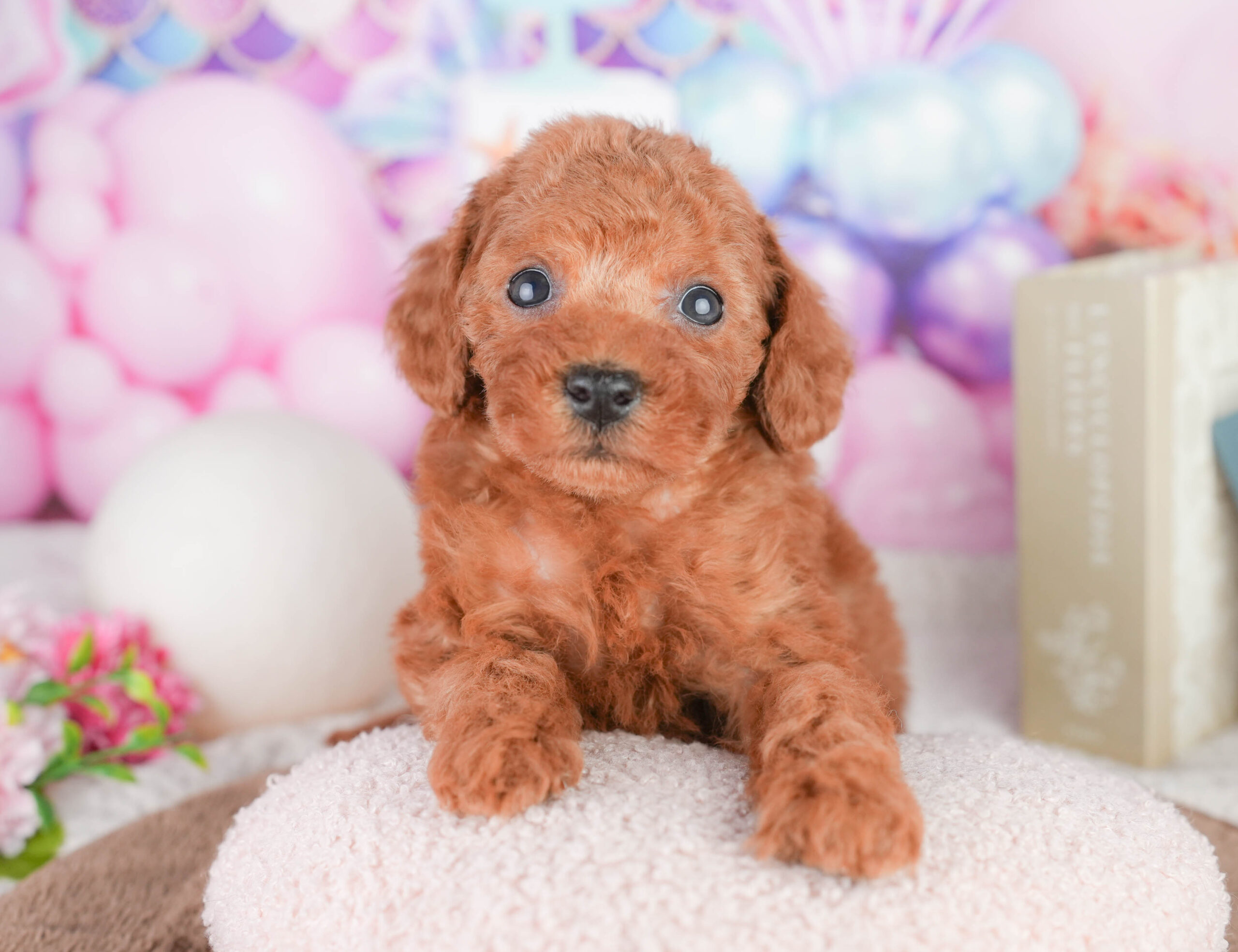 トイ・プードル | 女の子 | レッド | 2026年1月17日