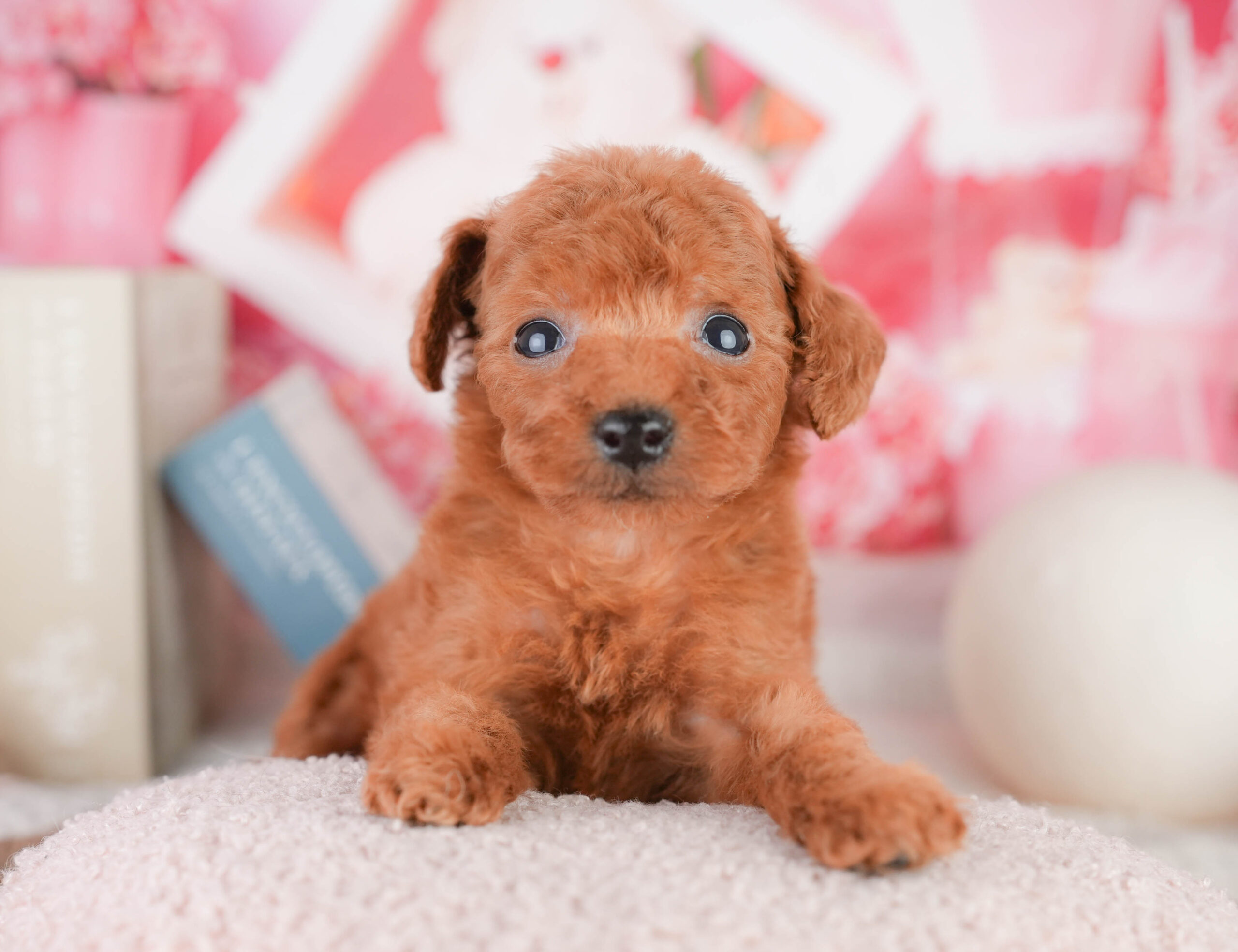 タイニー・プードル | 女の子 | レッド | 2026年1月17日