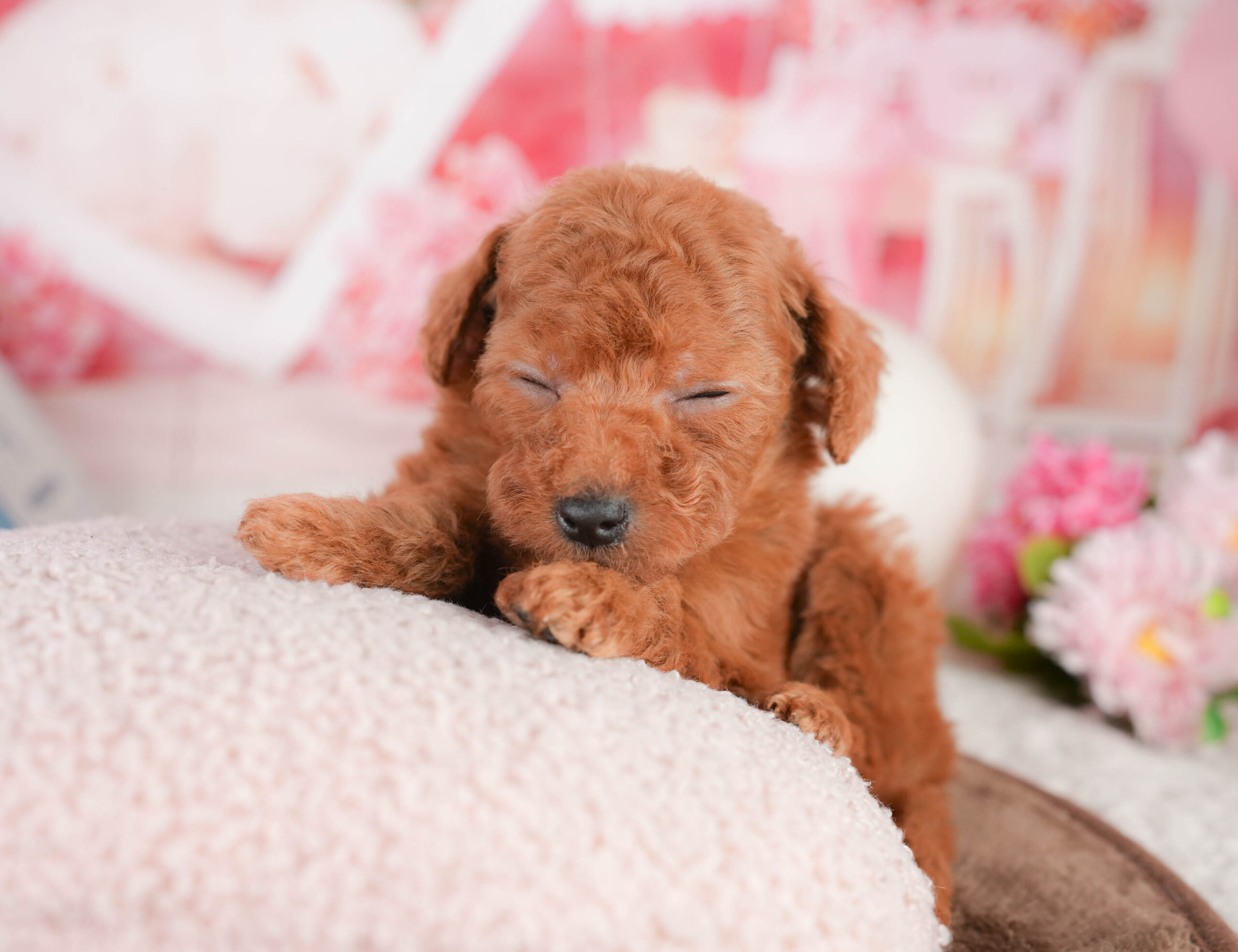 タイニー・プードル | 女の子 | レッド | 2026年1月17日