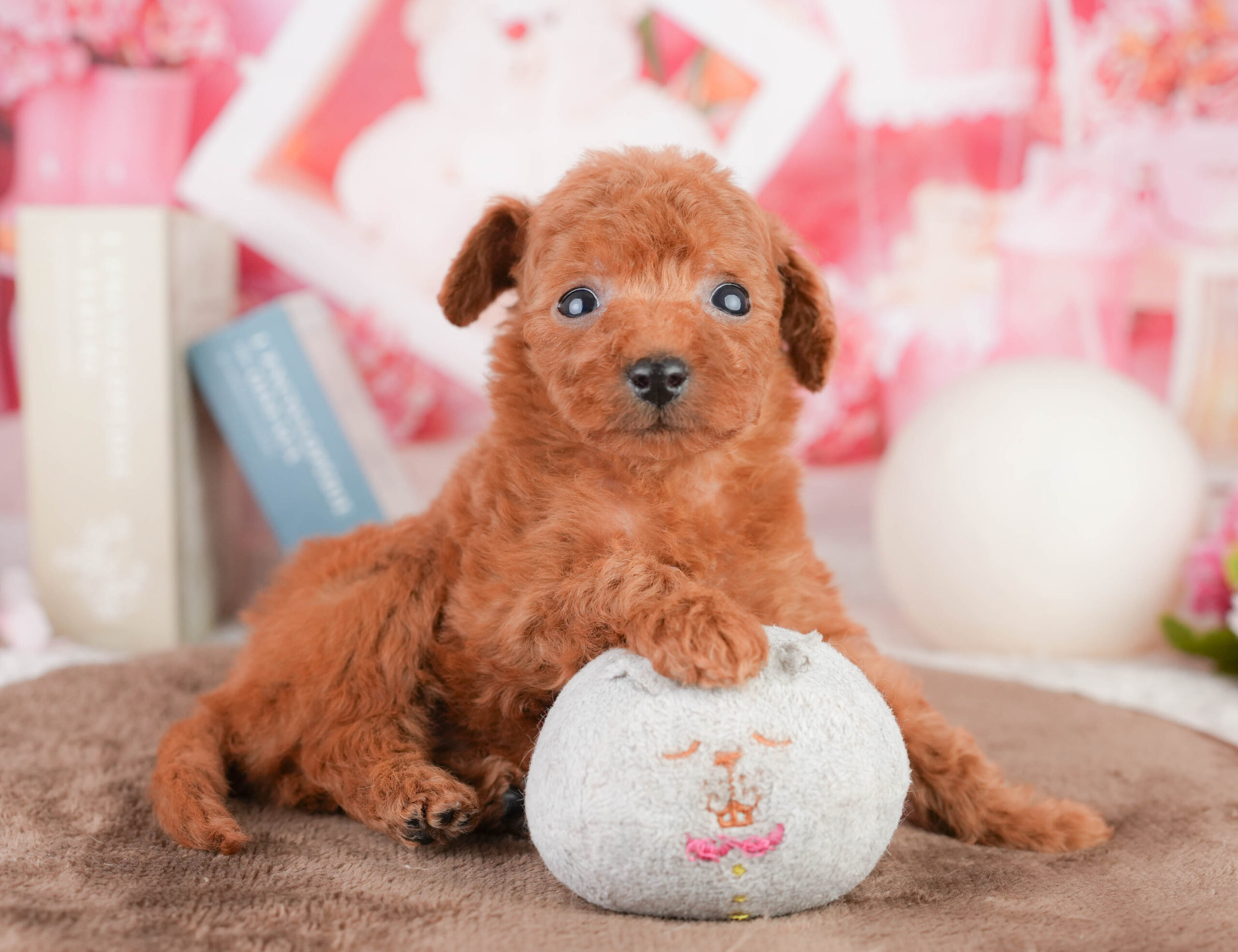 タイニー・プードル | 女の子 | レッド | 2026年1月17日