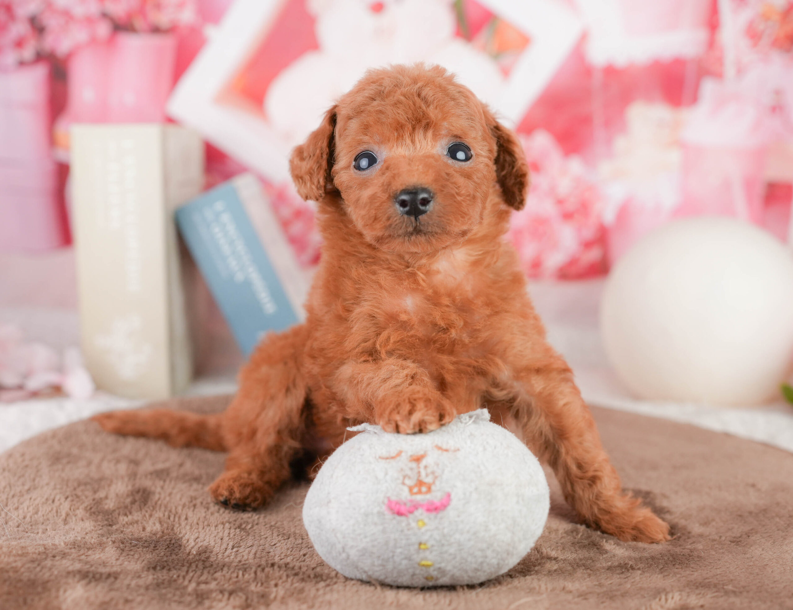 タイニー・プードル | 女の子 | レッド | 2026年1月17日