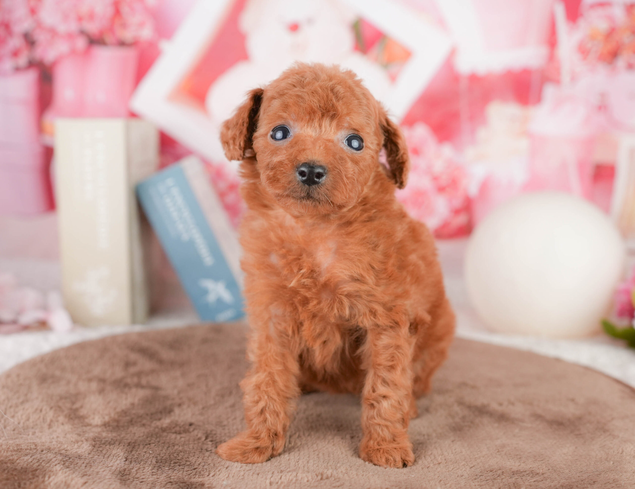 タイニー・プードル | 女の子 | レッド | 2026年1月17日