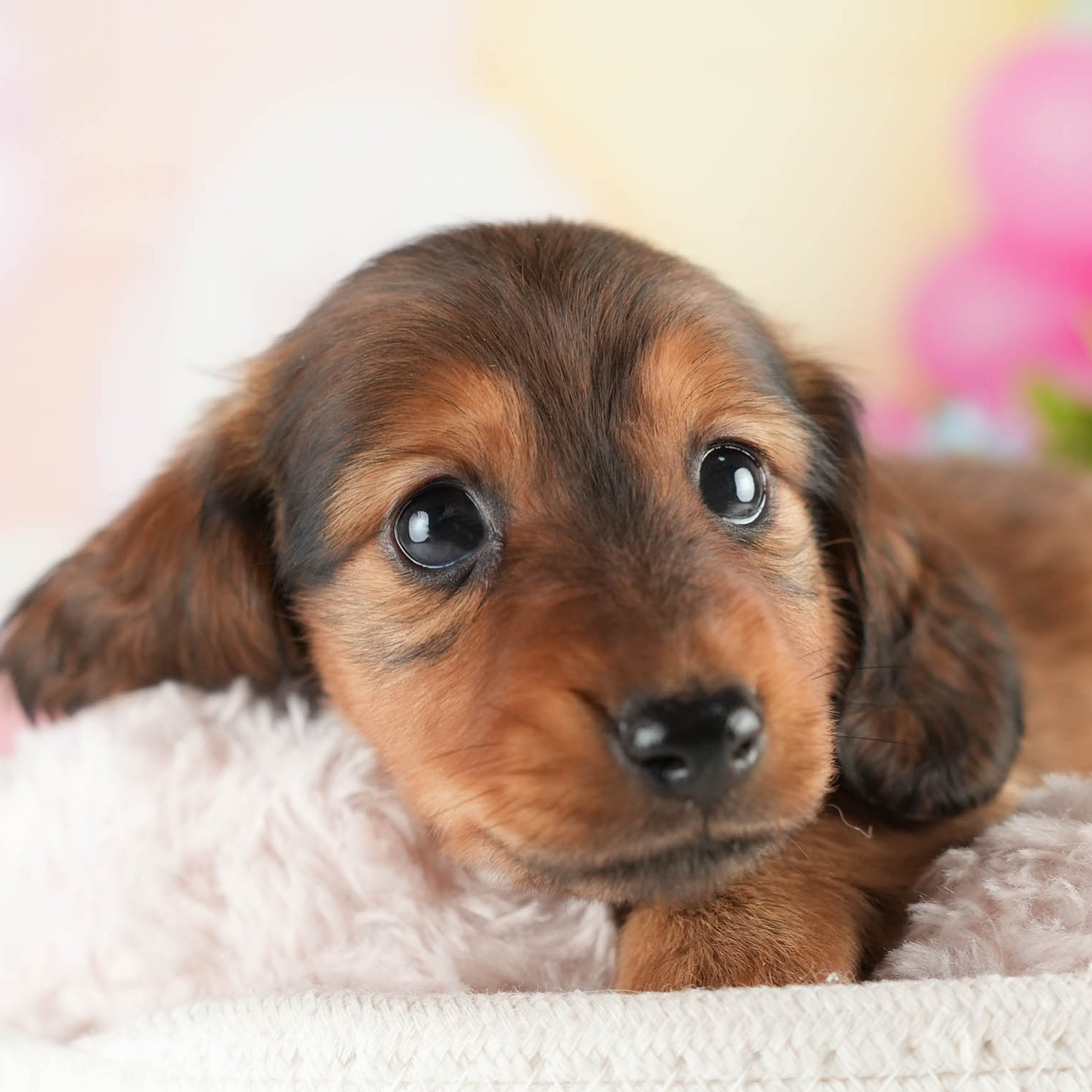 ミニチュア・ダックスフンド(ロング) | 男の子 | シェーデッドレッド | 2026年1月17日