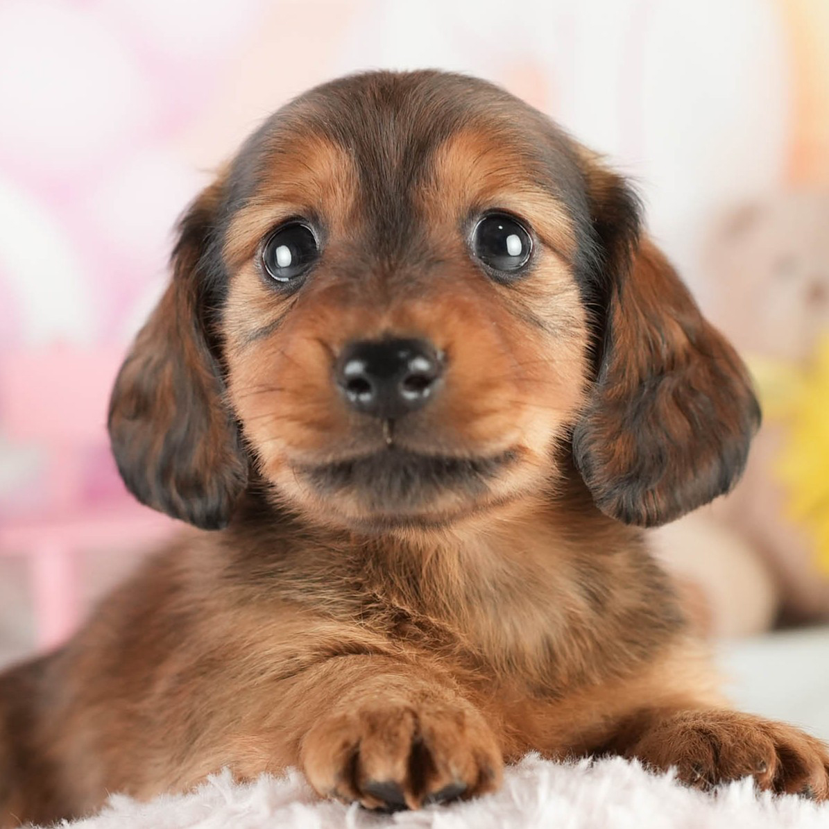 ミニチュア・ダックスフンド(ロング) | 男の子 | シェーデッドレッド | 2026年1月17日