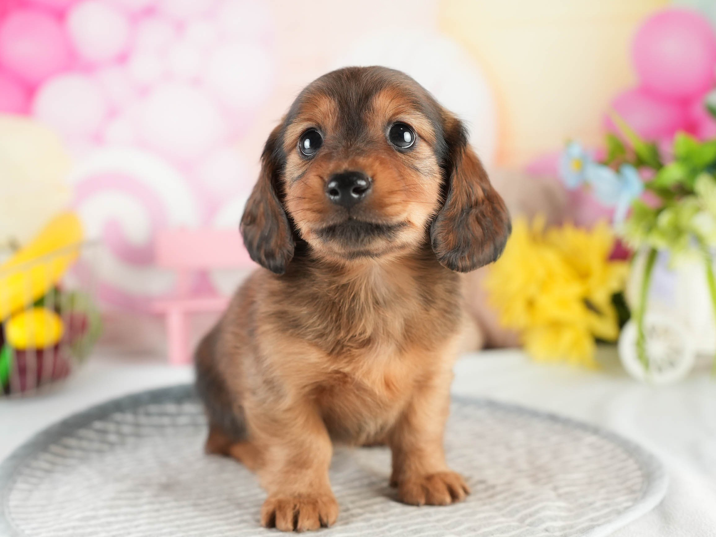 ミニチュア・ダックスフンド(ロング) | 男の子 | シェーデッドレッド | 2026年1月17日