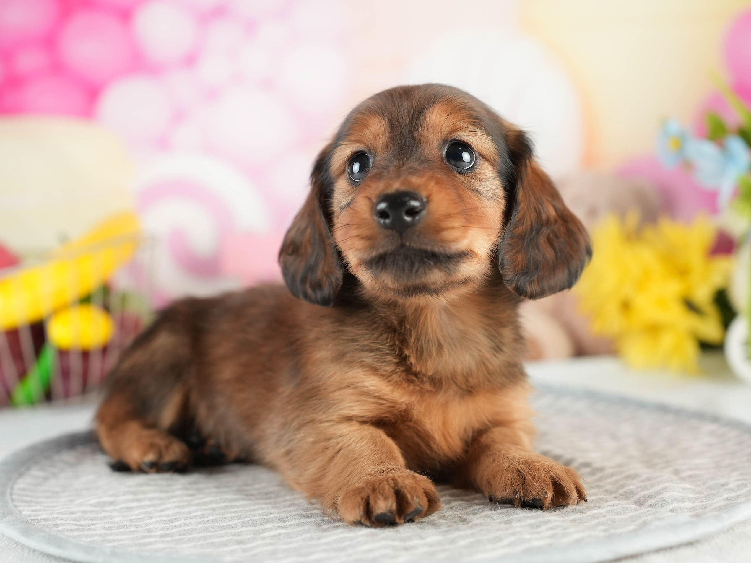 ミニチュア・ダックスフンド(ロング) | 男の子 | シェーデッドレッド | 2026年1月17日