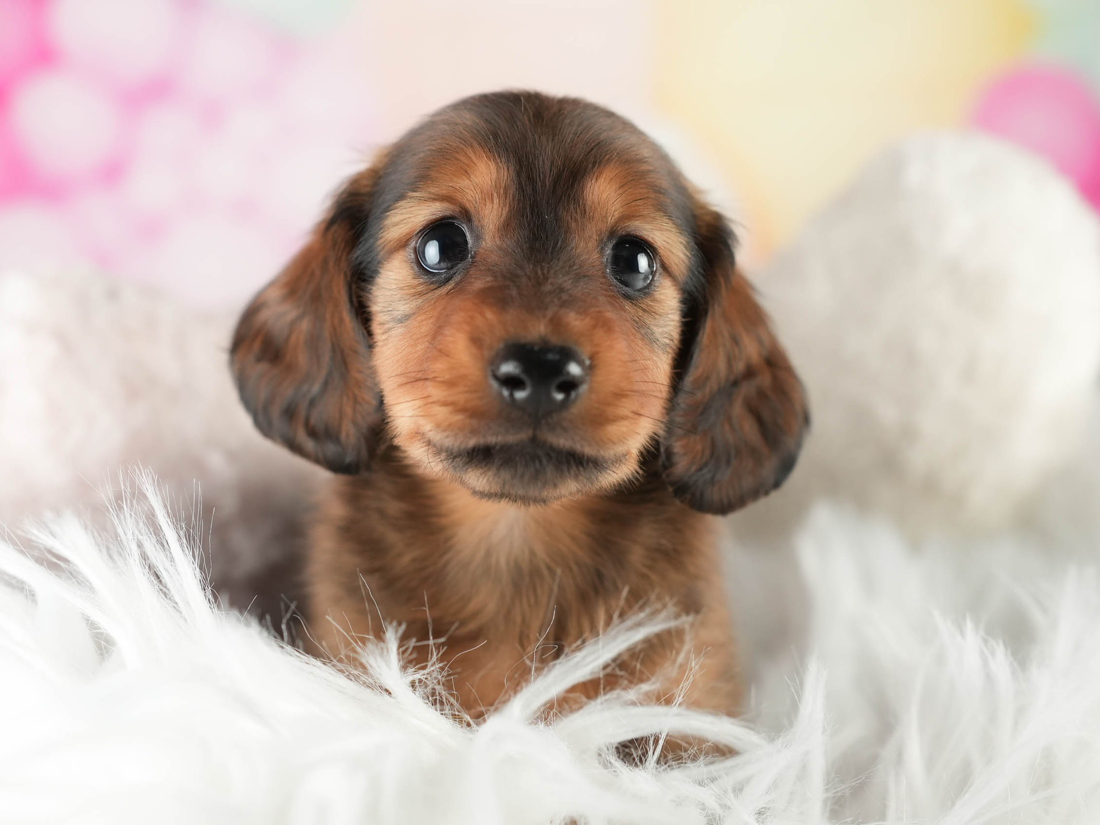 ミニチュア・ダックスフンド(ロング) | 男の子 | シェーデッドレッド | 2026年1月17日