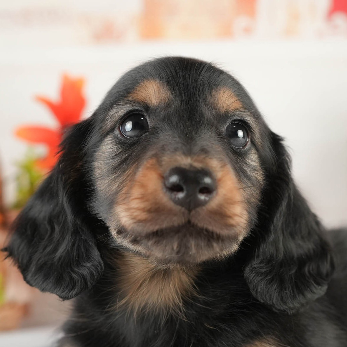 ミニチュア・ダックスフンド(ロング) | 男の子 | ブラック＆タン | 2026年1月17日