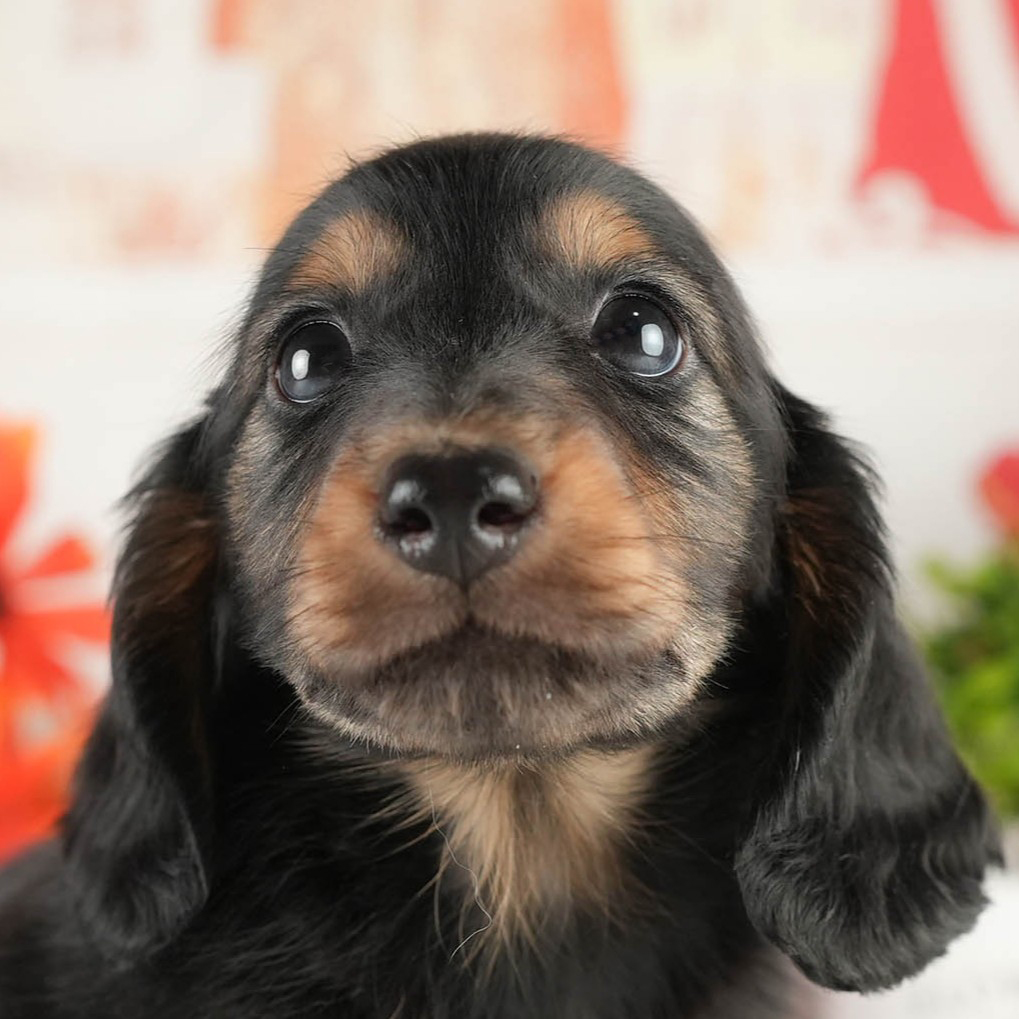 ミニチュア・ダックスフンド(ロング) | 男の子 | ブラック＆タン | 2026年1月17日