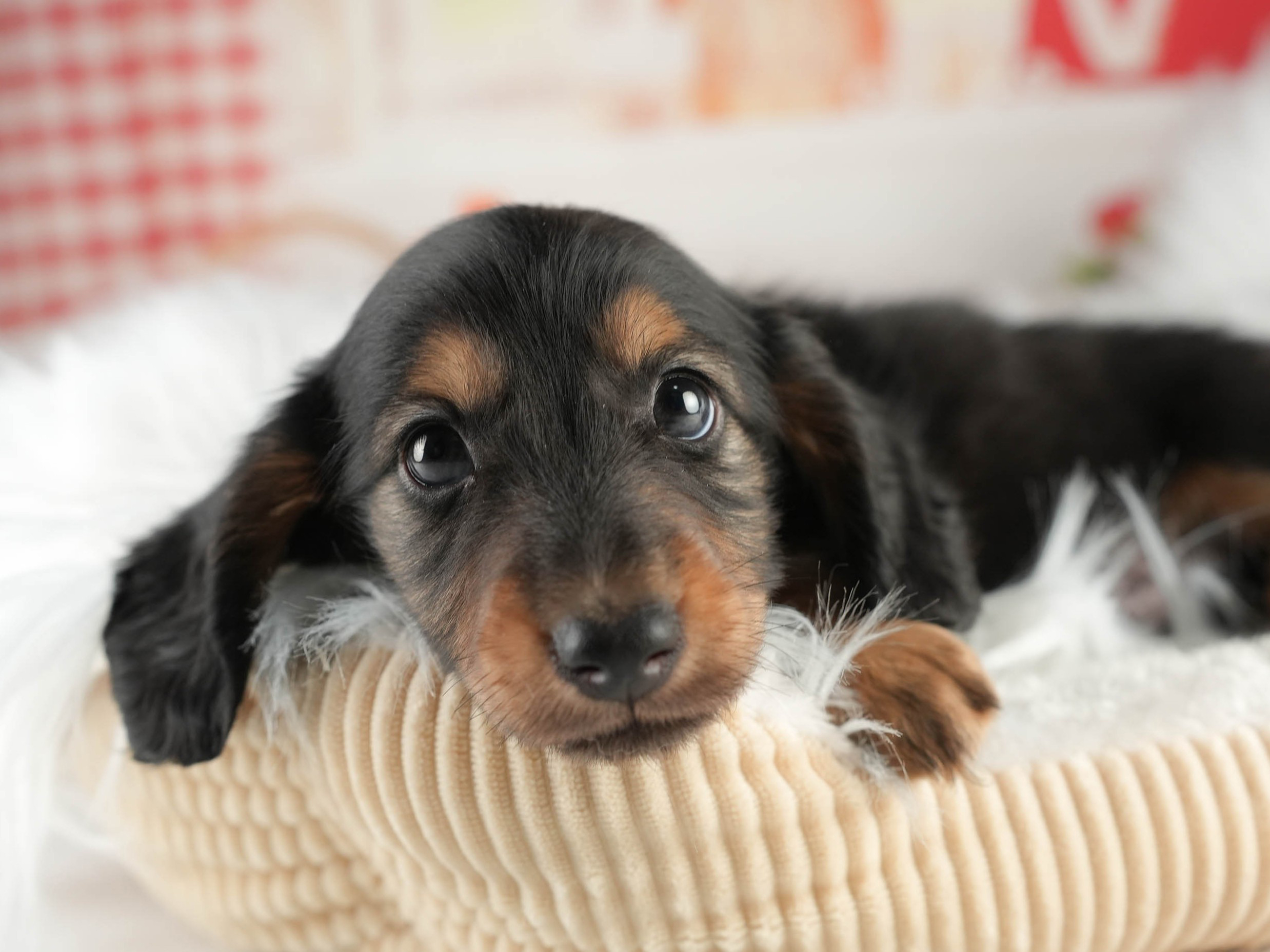 ミニチュア・ダックスフンド(ロング) | 男の子 | ブラック＆タン | 2026年1月17日