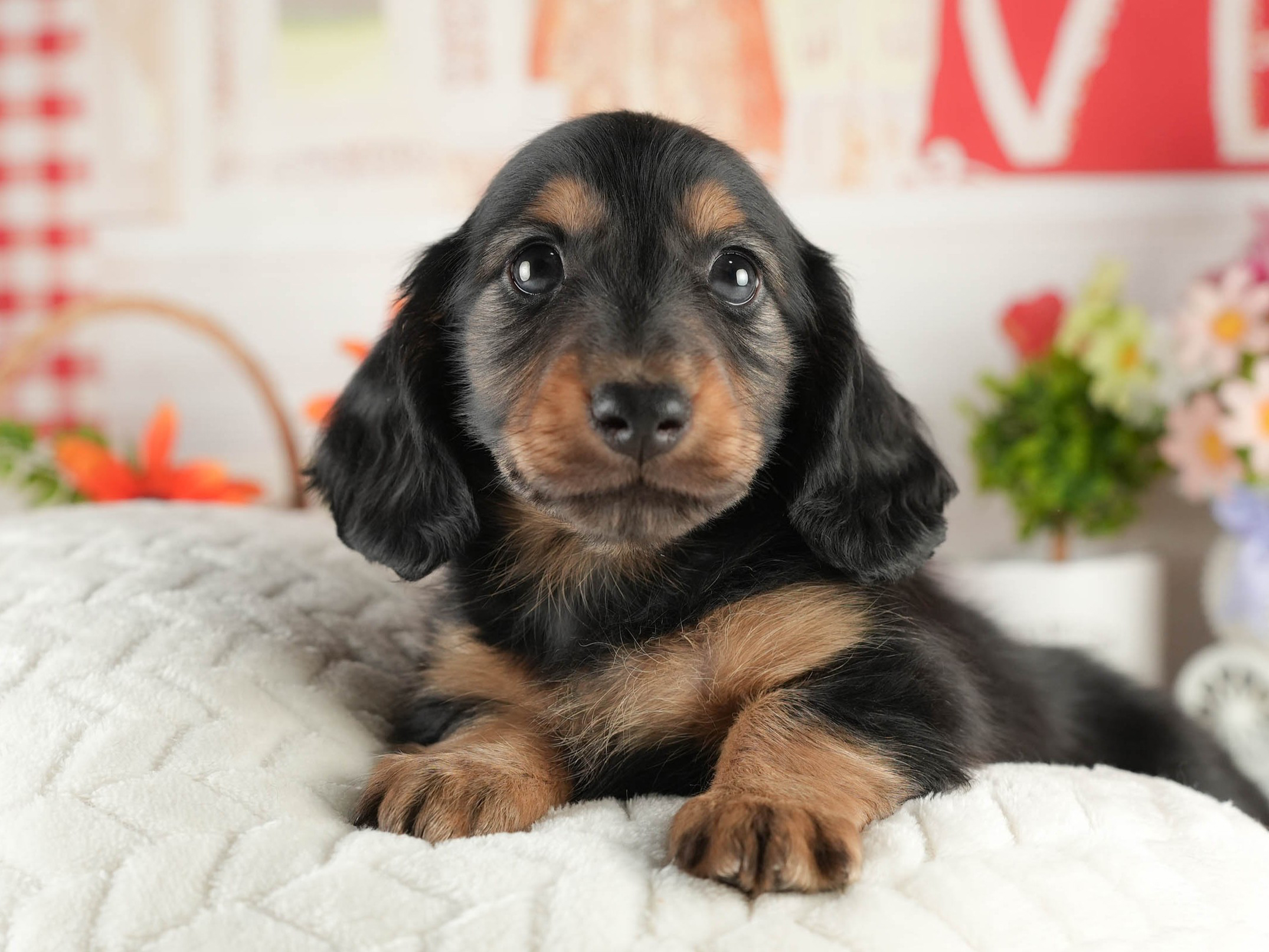 ミニチュア・ダックスフンド(ロング) | 男の子 | ブラック＆タン | 2026年1月17日