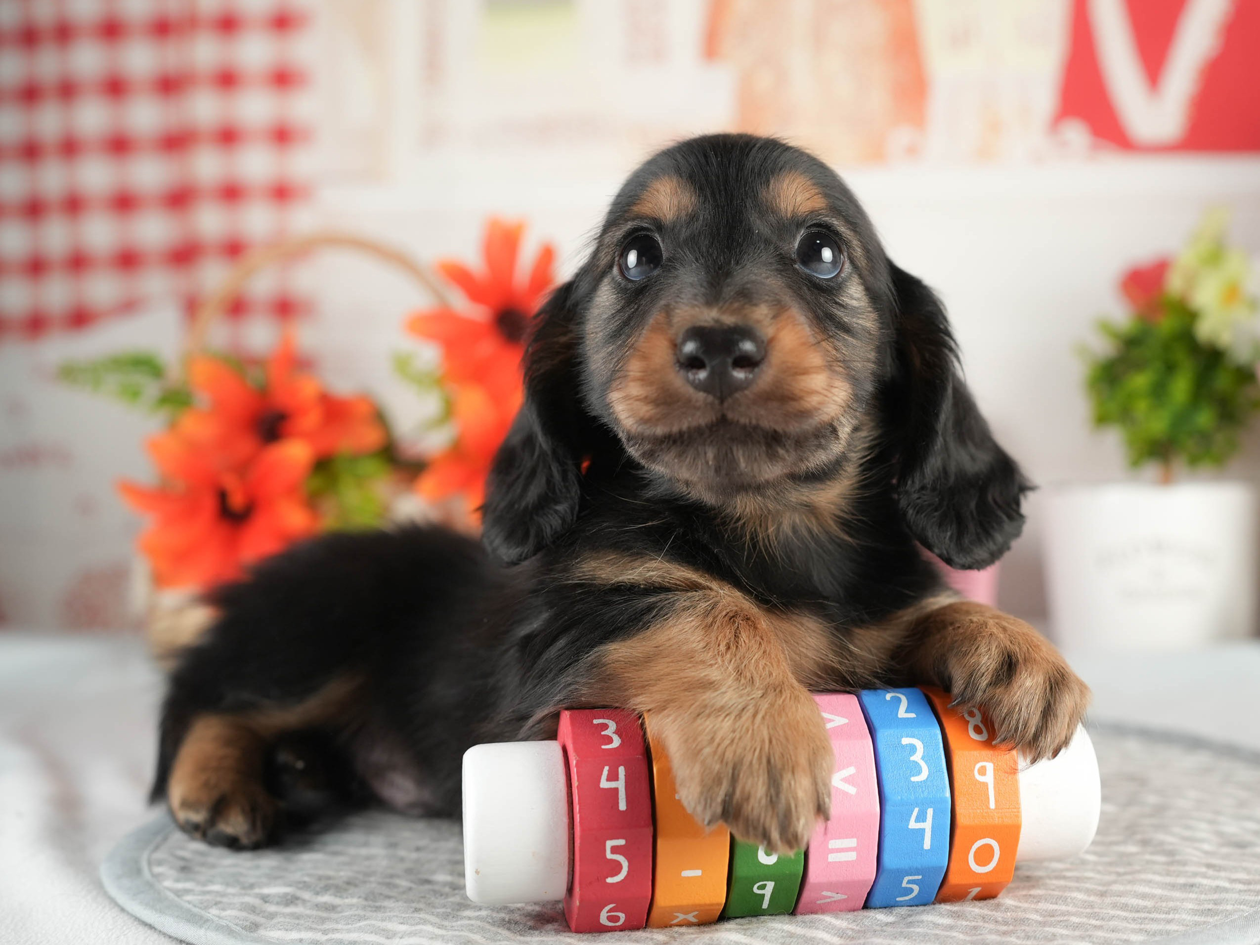 ミニチュア・ダックスフンド(ロング) | 男の子 | ブラック＆タン | 2026年1月17日