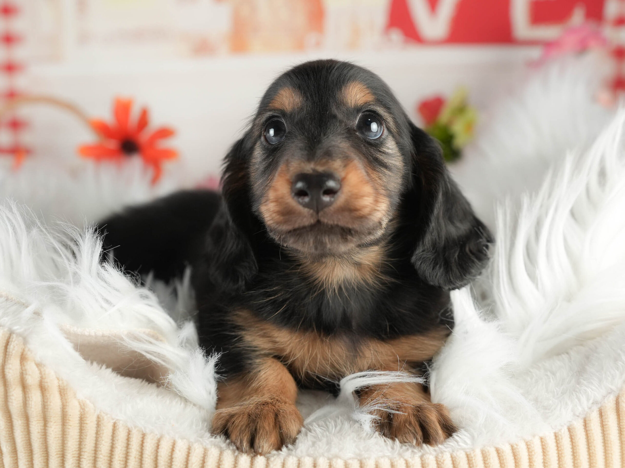 ミニチュア・ダックスフンド(ロング) | 男の子 | ブラック＆タン | 2026年1月17日