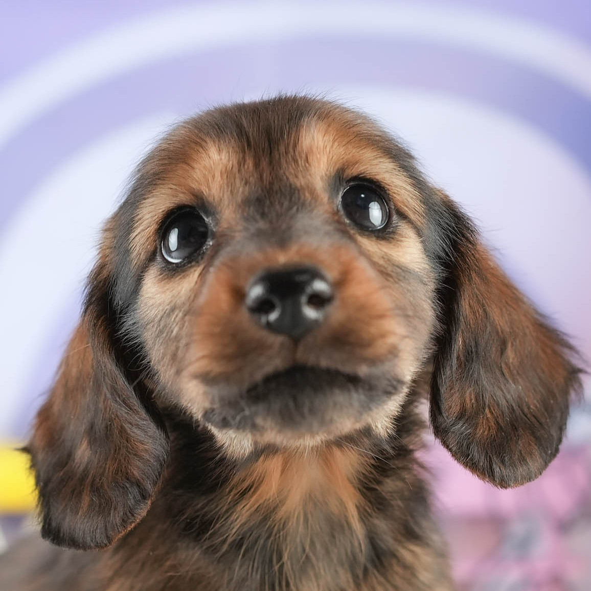 ミニチュア・ダックスフンド(ロング) | 女の子 | シェーデッドレッド | 2026年1月17日