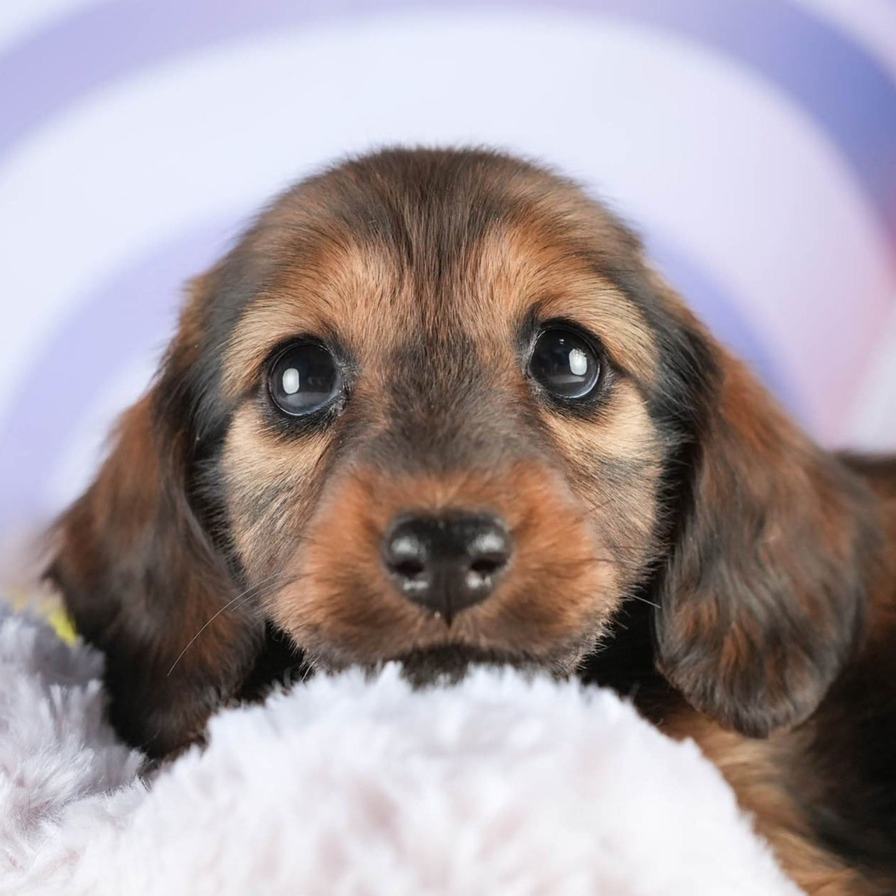 ミニチュア・ダックスフンド(ロング) | 女の子 | シェーデッドレッド | 2026年1月17日