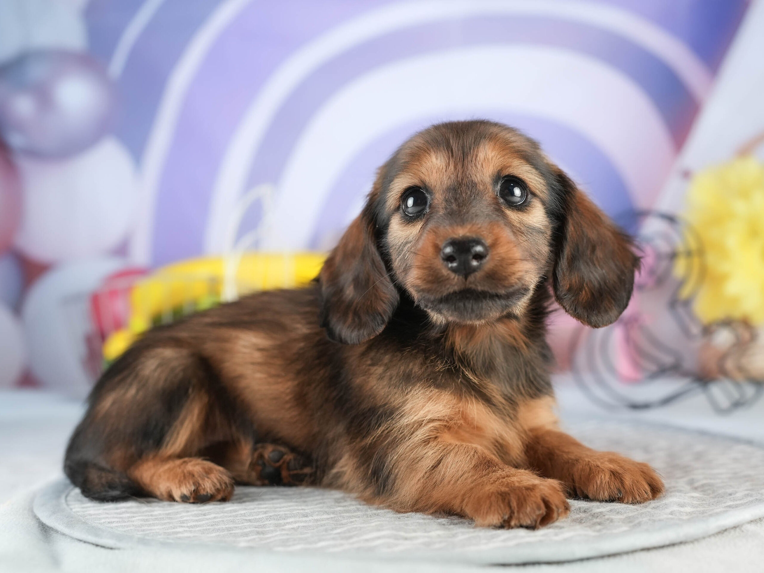 ミニチュア・ダックスフンド(ロング) | 女の子 | シェーデッドレッド | 2026年1月17日