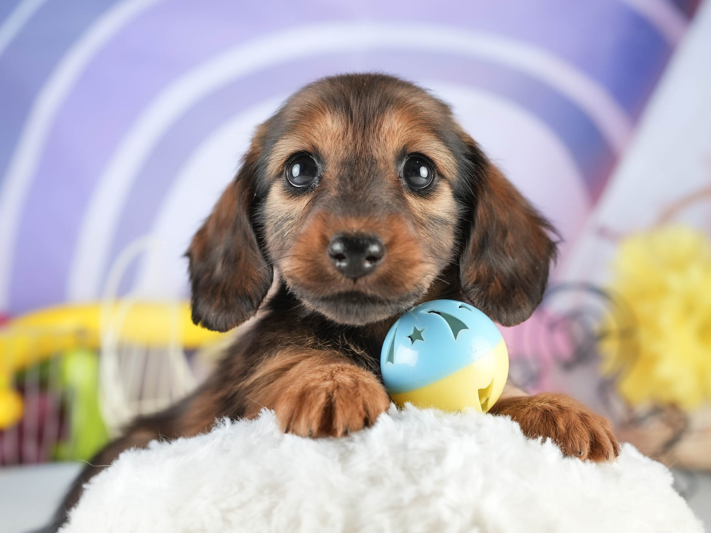 ミニチュア・ダックスフンド(ロング) | 女の子 | シェーデッドレッド | 2026年1月17日