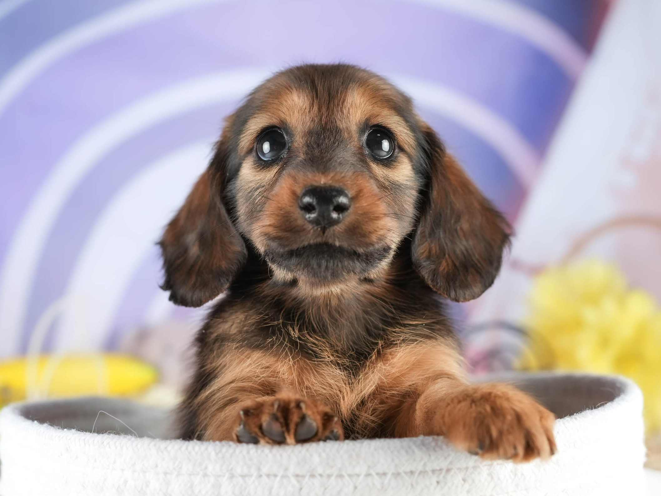 ミニチュア・ダックスフンド(ロング) | 女の子 | シェーデッドレッド | 2026年1月17日