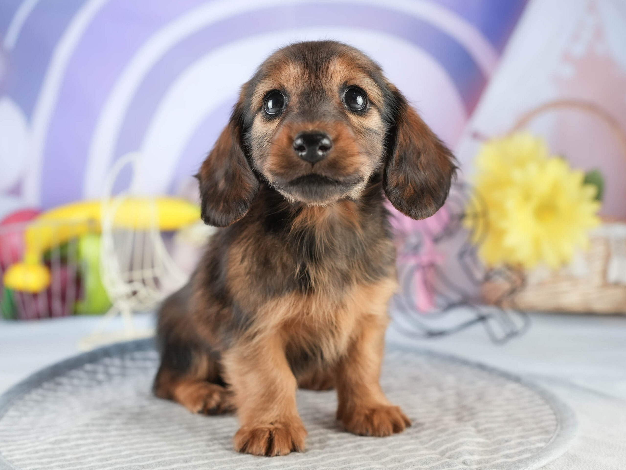 ミニチュア・ダックスフンド(ロング) | 女の子 | シェーデッドレッド | 2026年1月17日