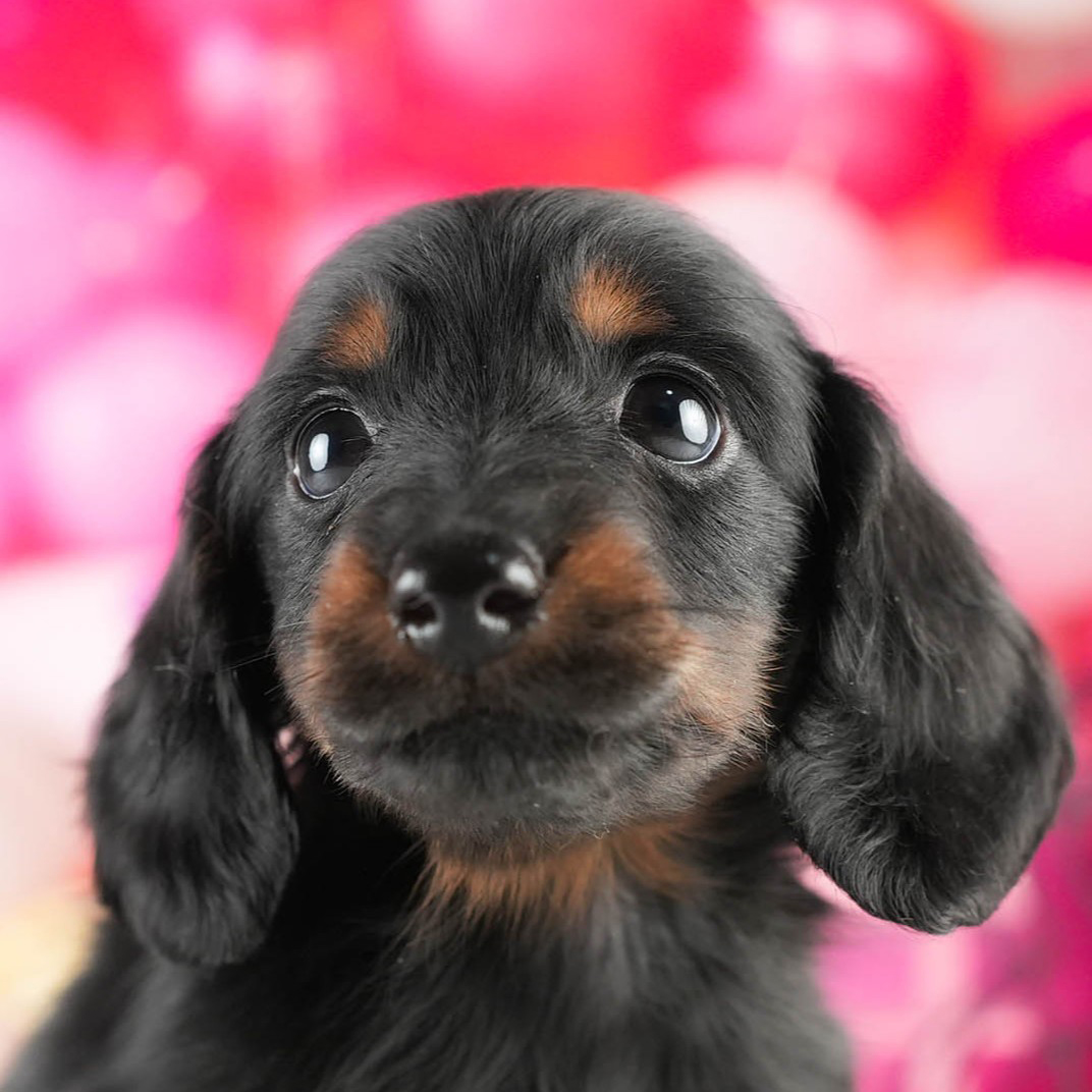 ミニチュア・ダックスフンド(ロング) | 男の子 | ブラック＆タン | 2026年1月17日