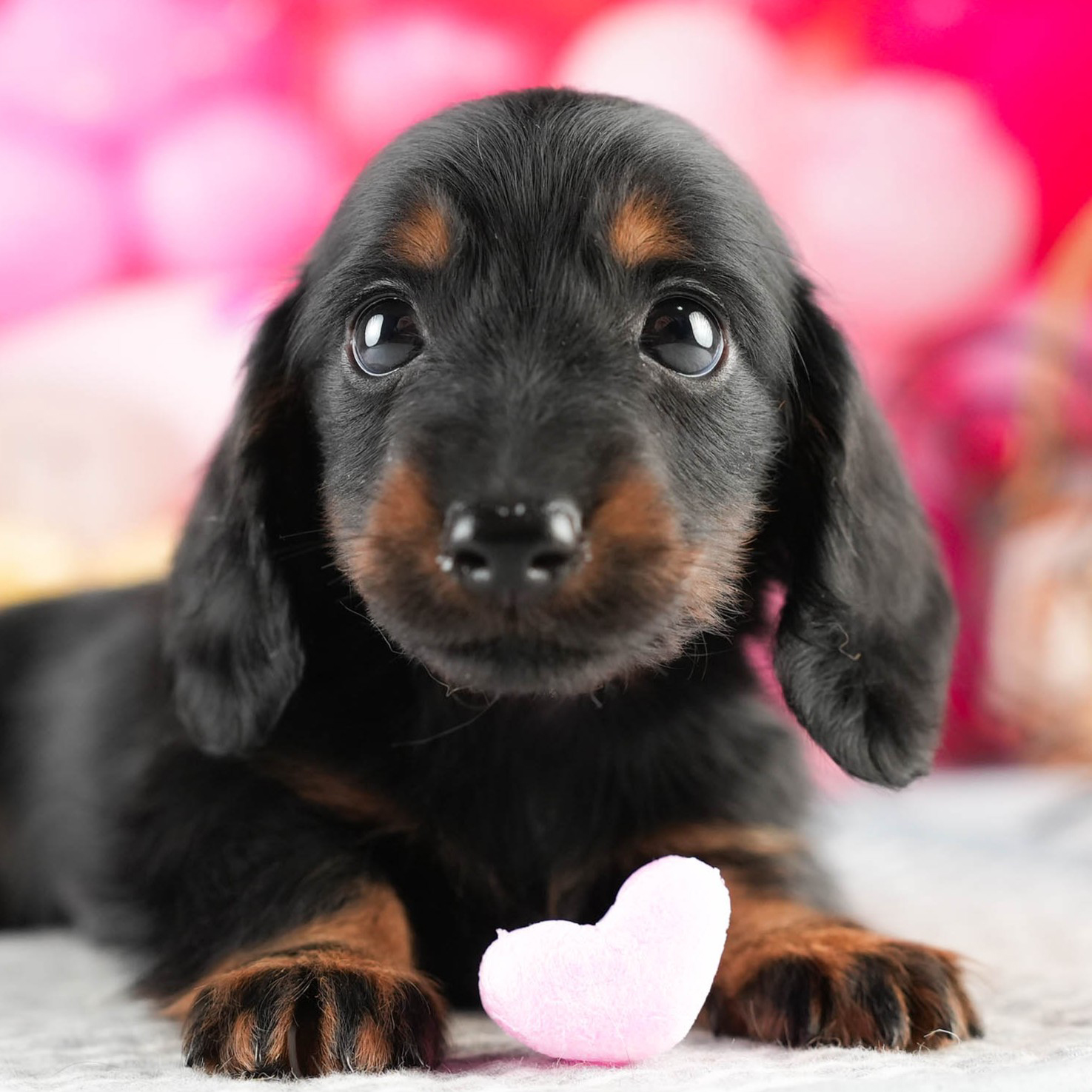 ミニチュア・ダックスフンド(ロング) | 男の子 | ブラック＆タン | 2026年1月17日