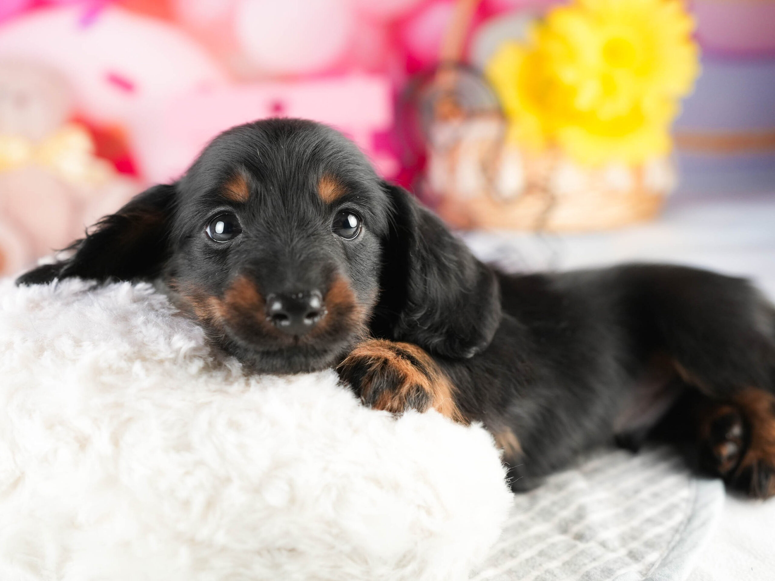 ミニチュア・ダックスフンド(ロング) | 男の子 | ブラック＆タン | 2026年1月17日