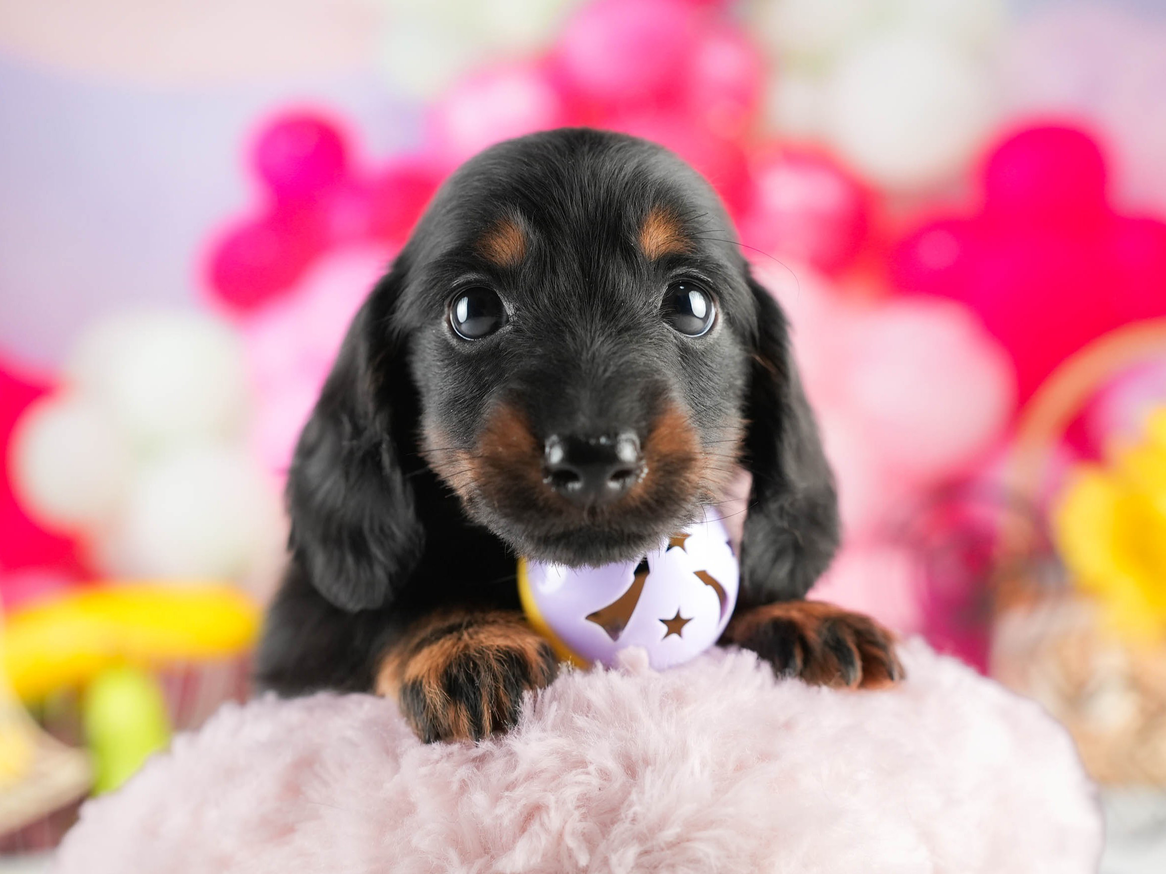 ミニチュア・ダックスフンド(ロング) | 男の子 | ブラック＆タン | 2026年1月17日