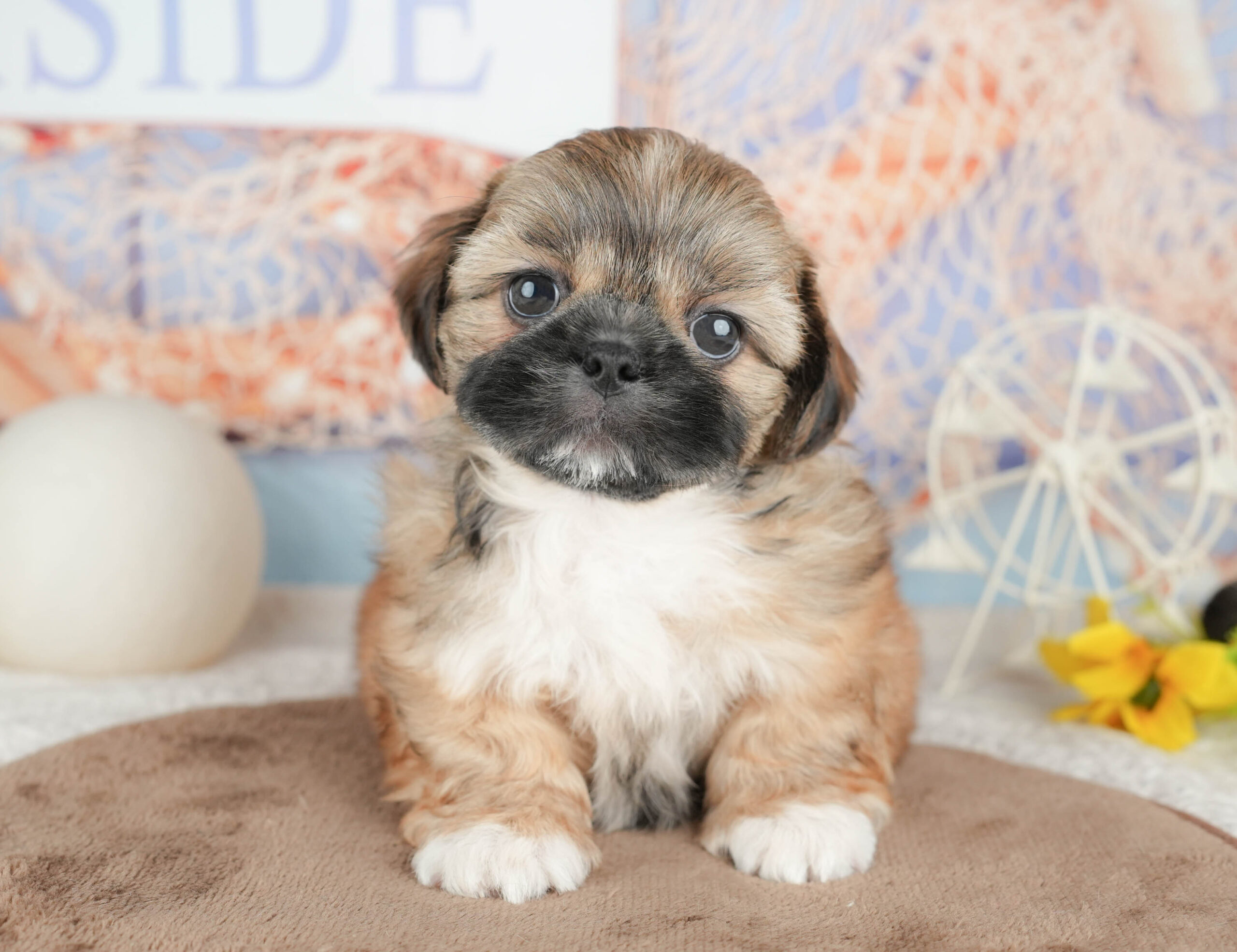 ペキシーズー | 男の子 | フォーン | 2026年1月17日