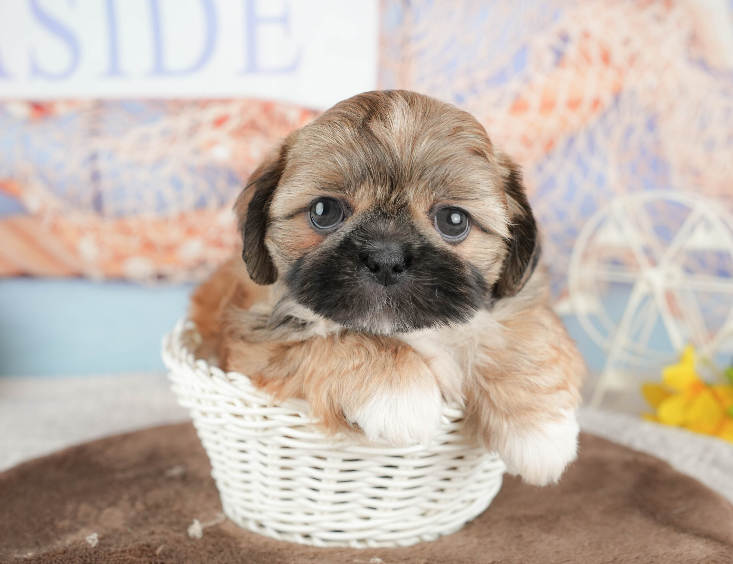 ペキシーズー | 男の子 | フォーン | 2026年1月17日