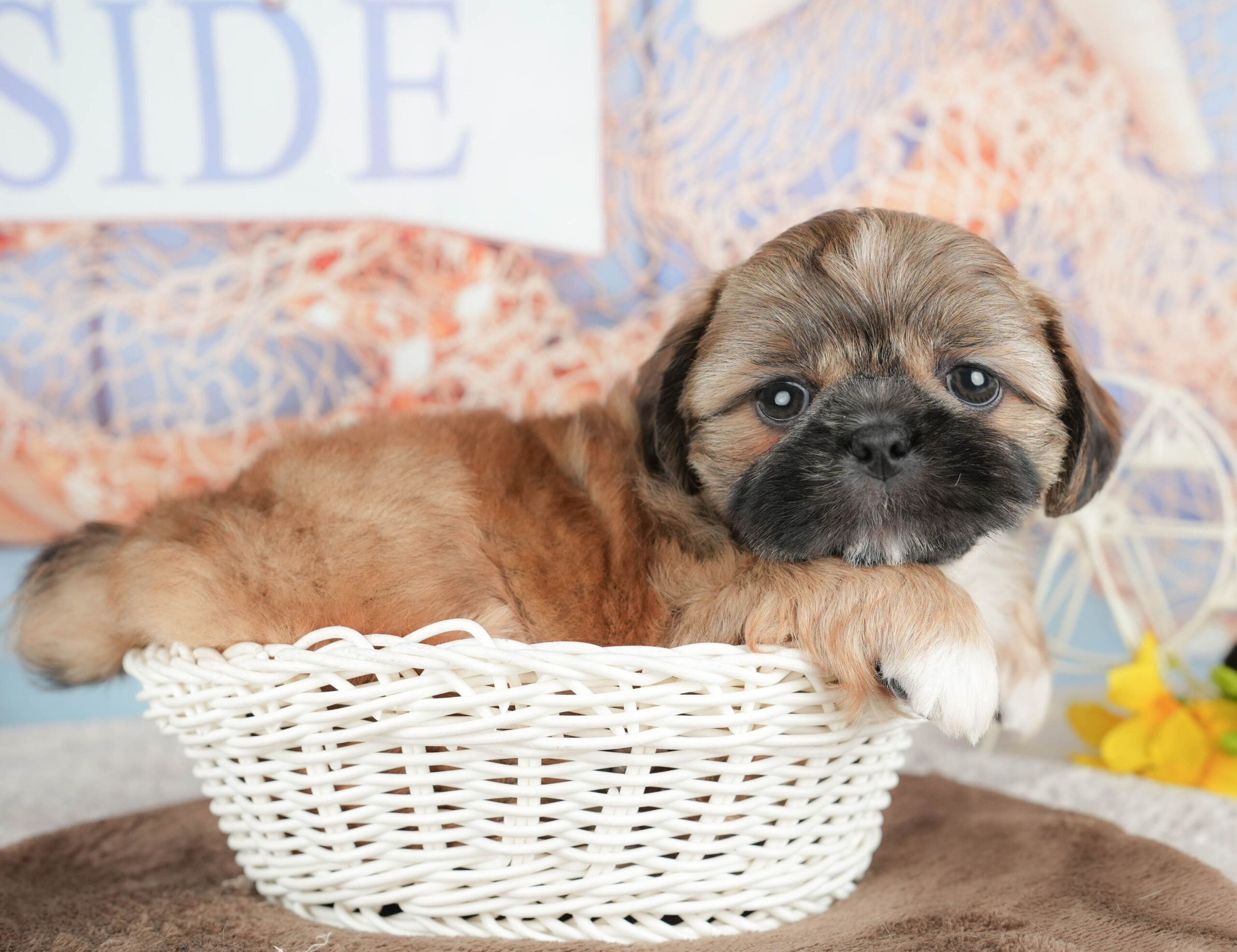 ペキシーズー | 男の子 | フォーン | 2026年1月17日