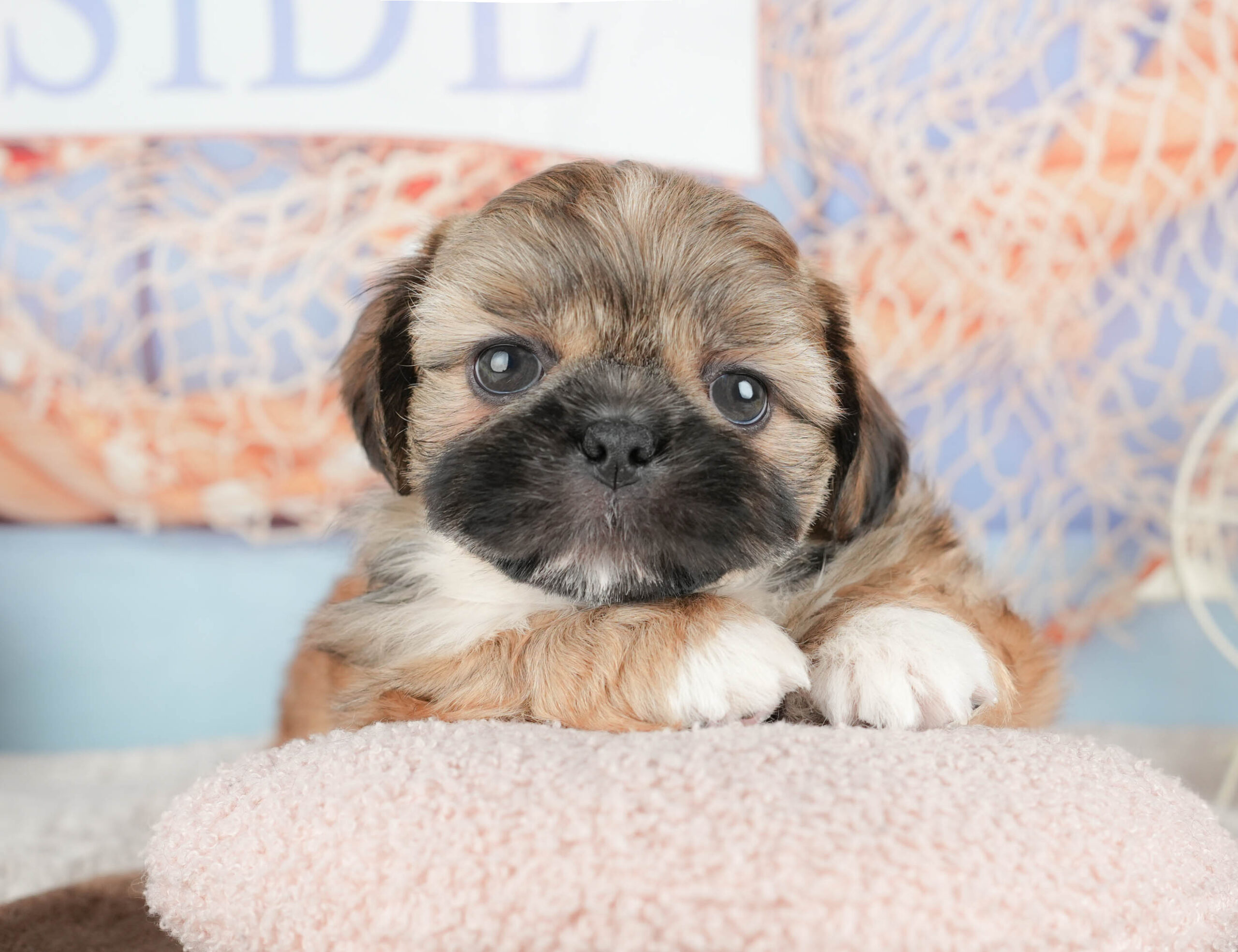 ペキシーズー | 男の子 | フォーン | 2026年1月17日