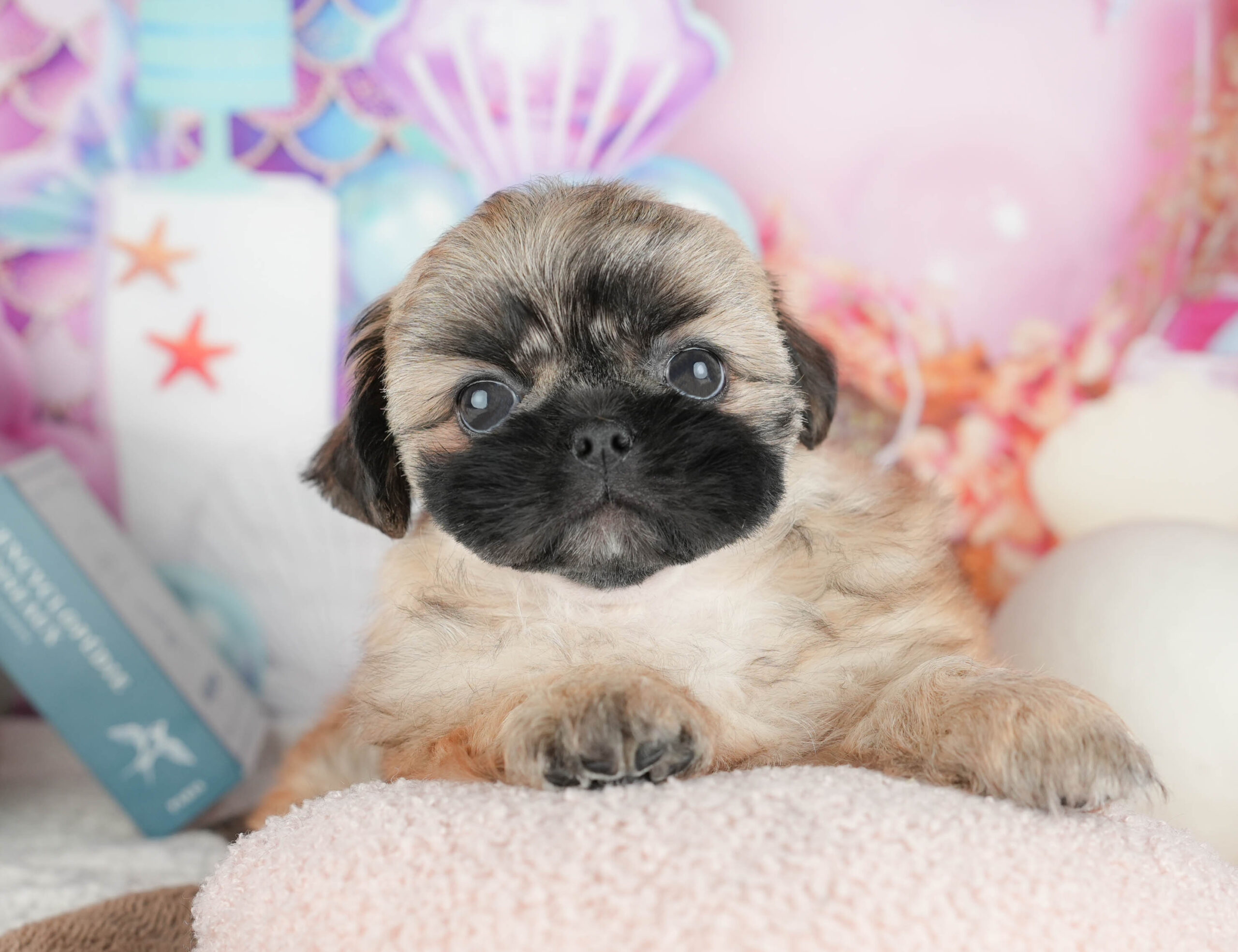 ペキシーズー | 男の子 | フォーン | 2026年1月17日