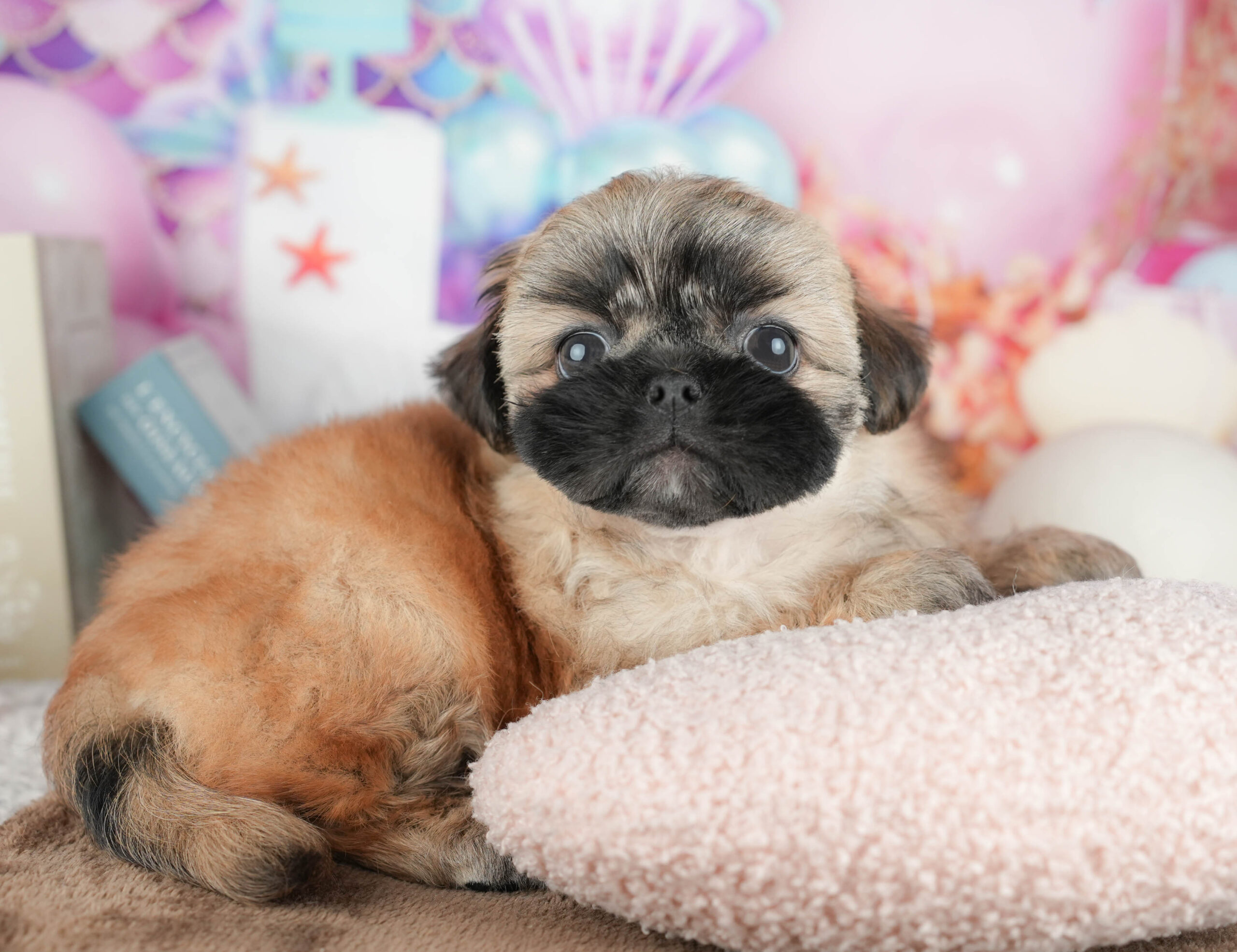 ペキシーズー | 男の子 | フォーン | 2026年1月17日