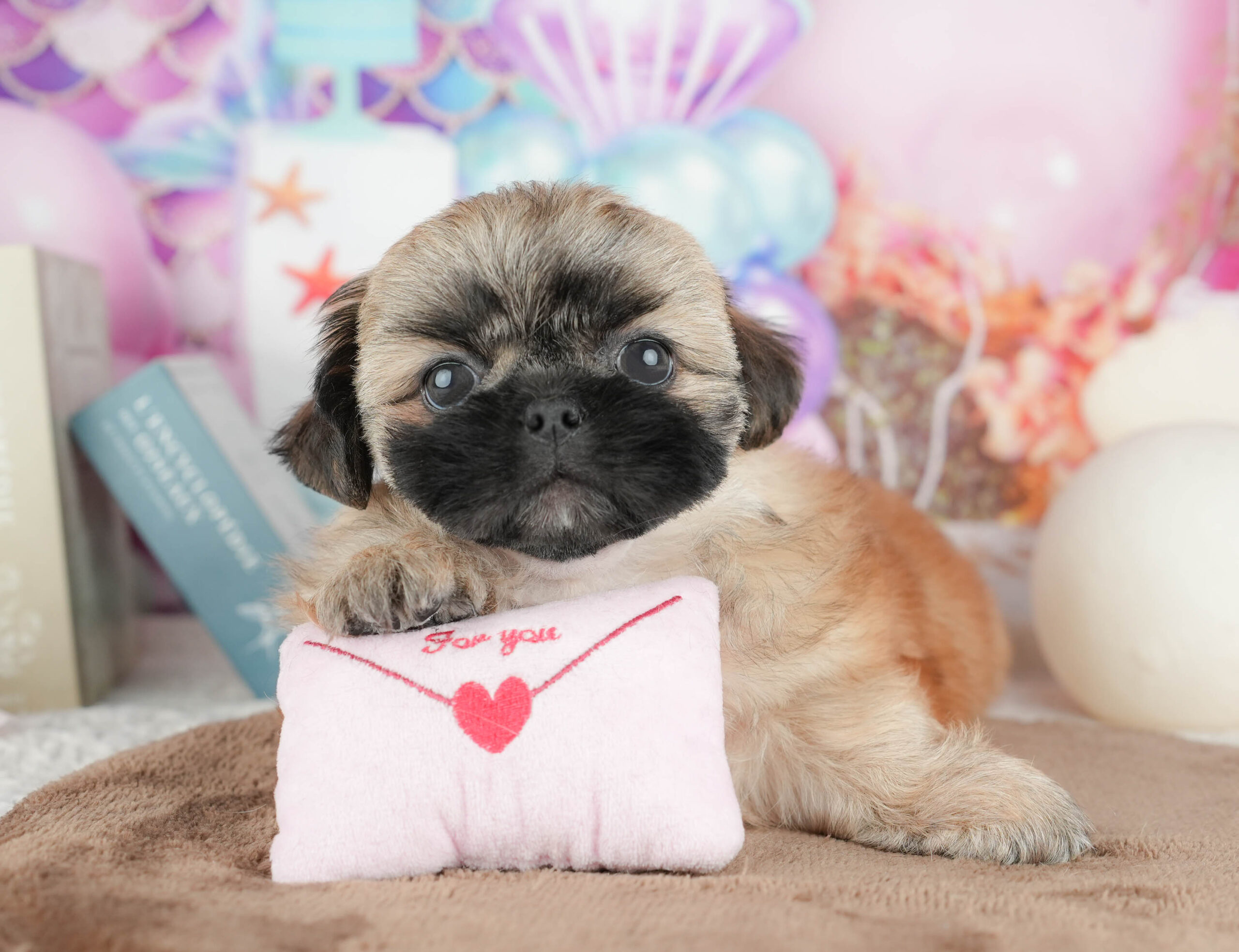 ペキシーズー | 男の子 | フォーン | 2026年1月17日