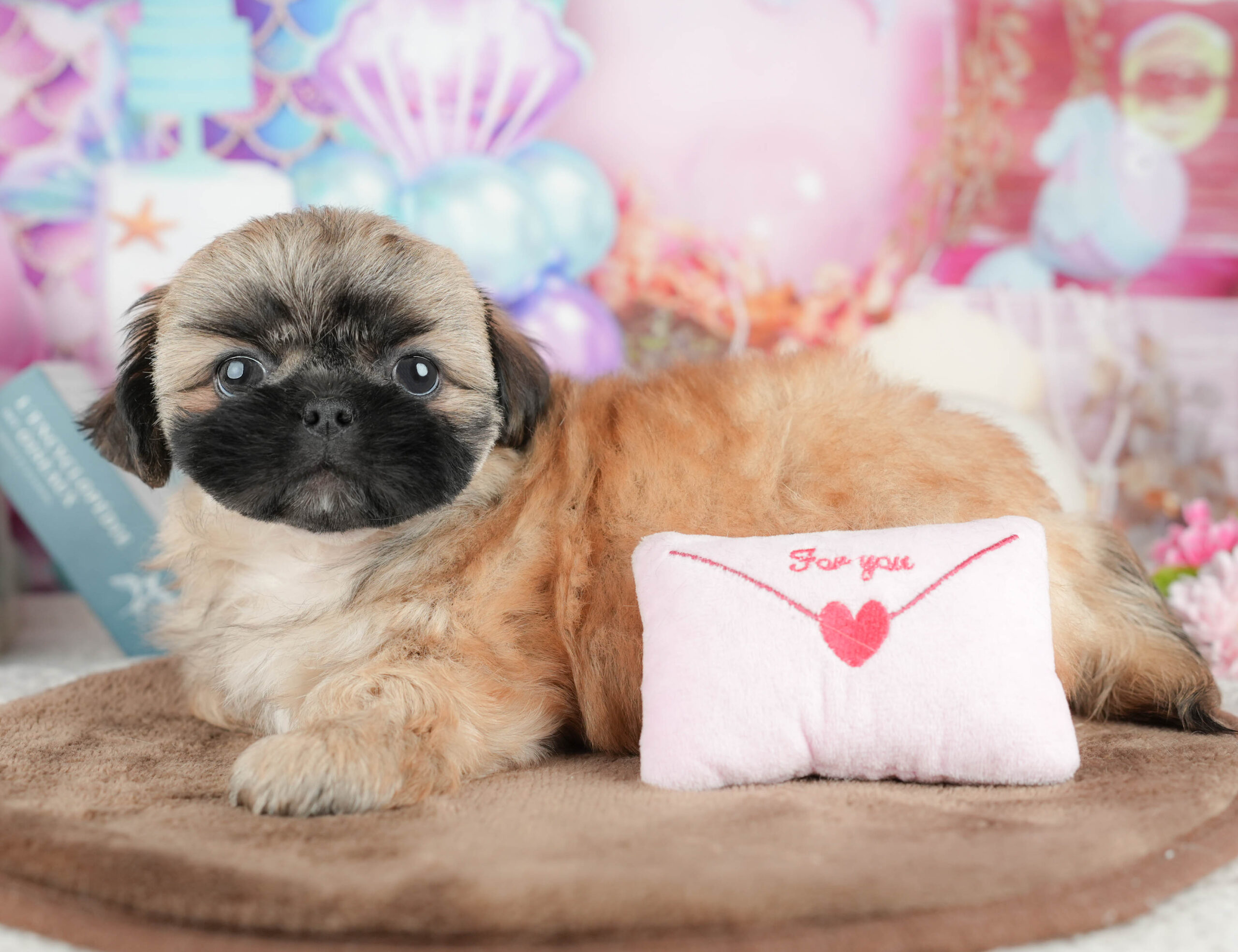 ペキシーズー | 男の子 | フォーン | 2026年1月17日