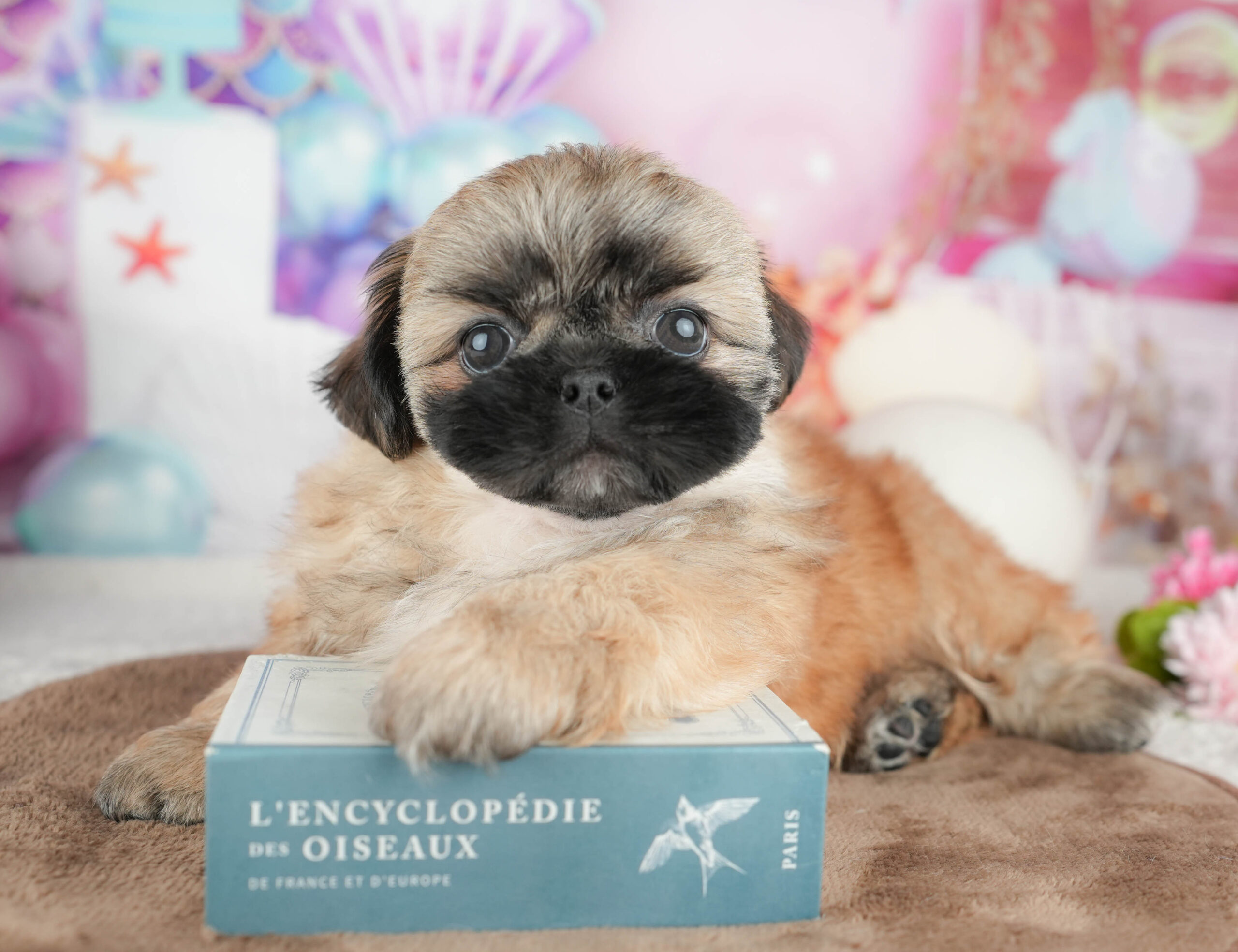 ペキシーズー | 男の子 | フォーン | 2026年1月17日