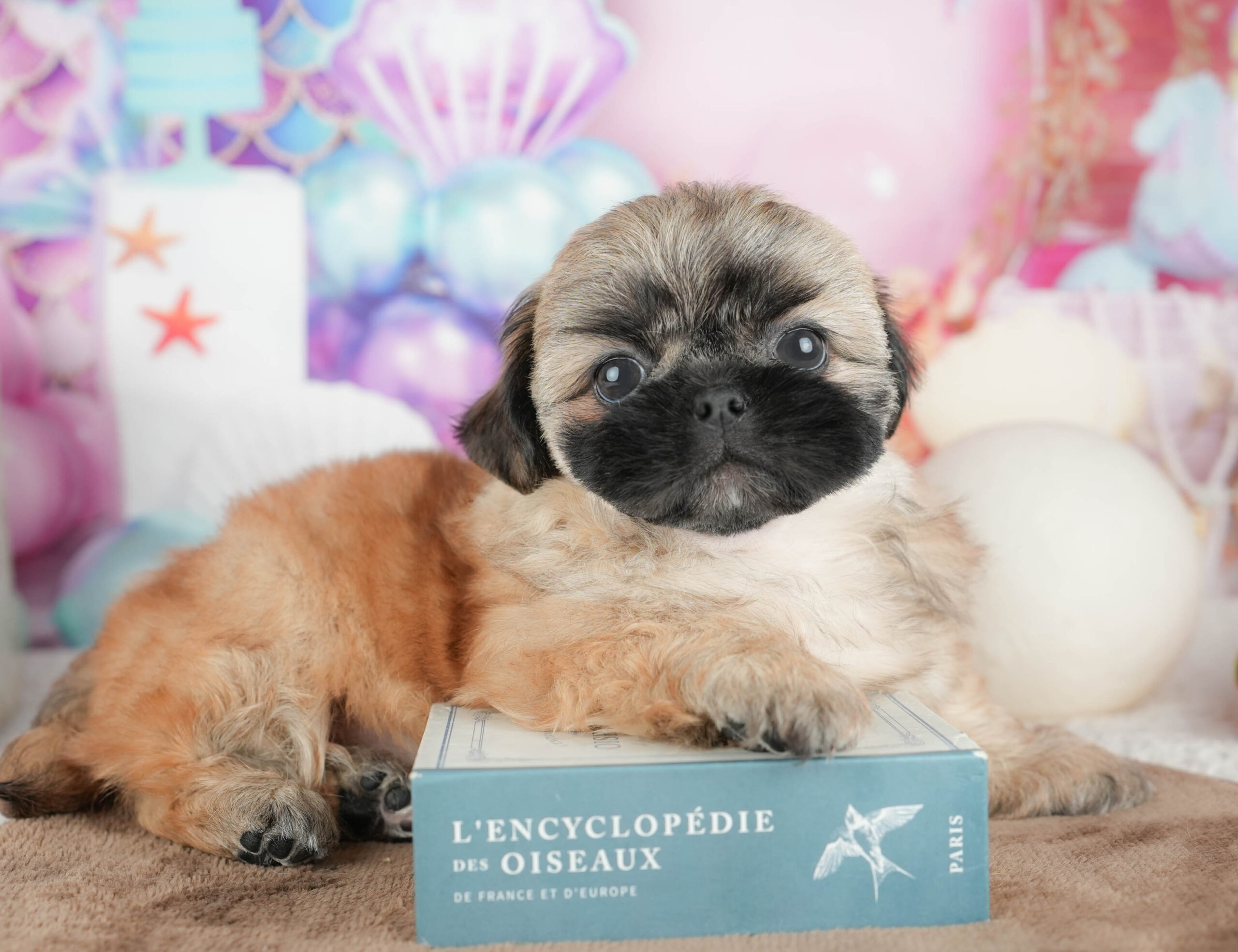 ペキシーズー | 男の子 | フォーン | 2026年1月17日