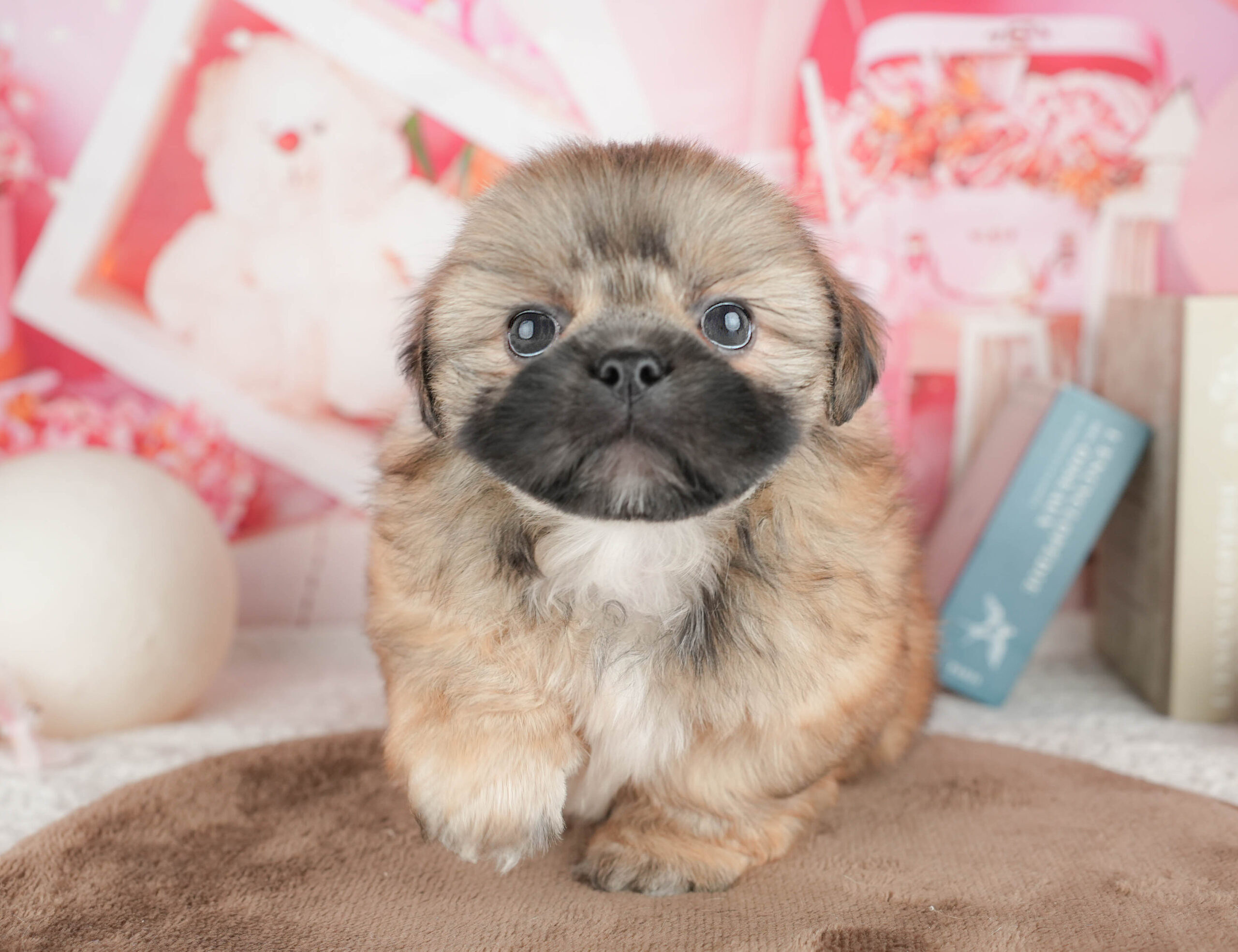 ペキシーズー | 男の子 | フォーン | 2026年1月17日