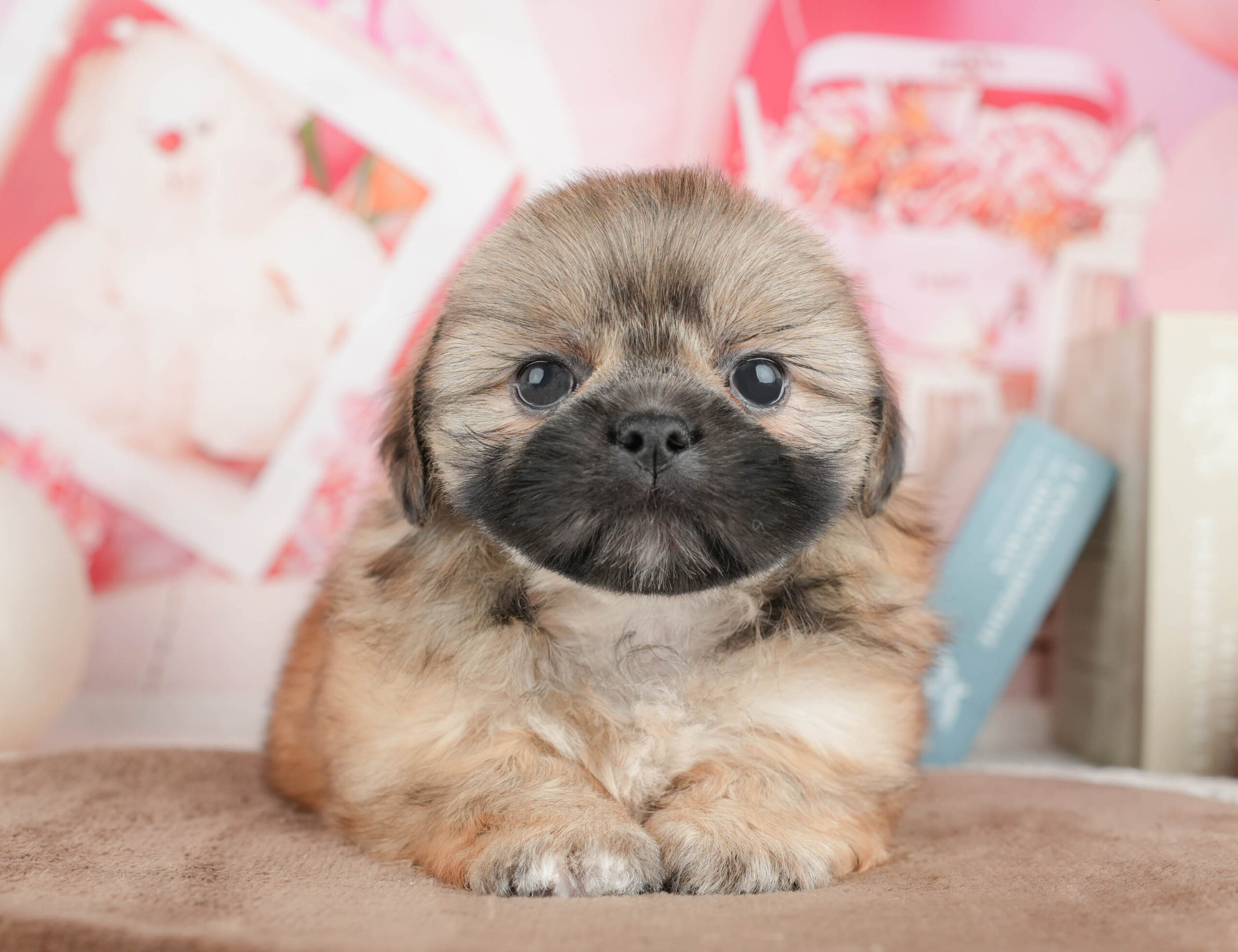 ペキシーズー | 男の子 | フォーン | 2026年1月17日