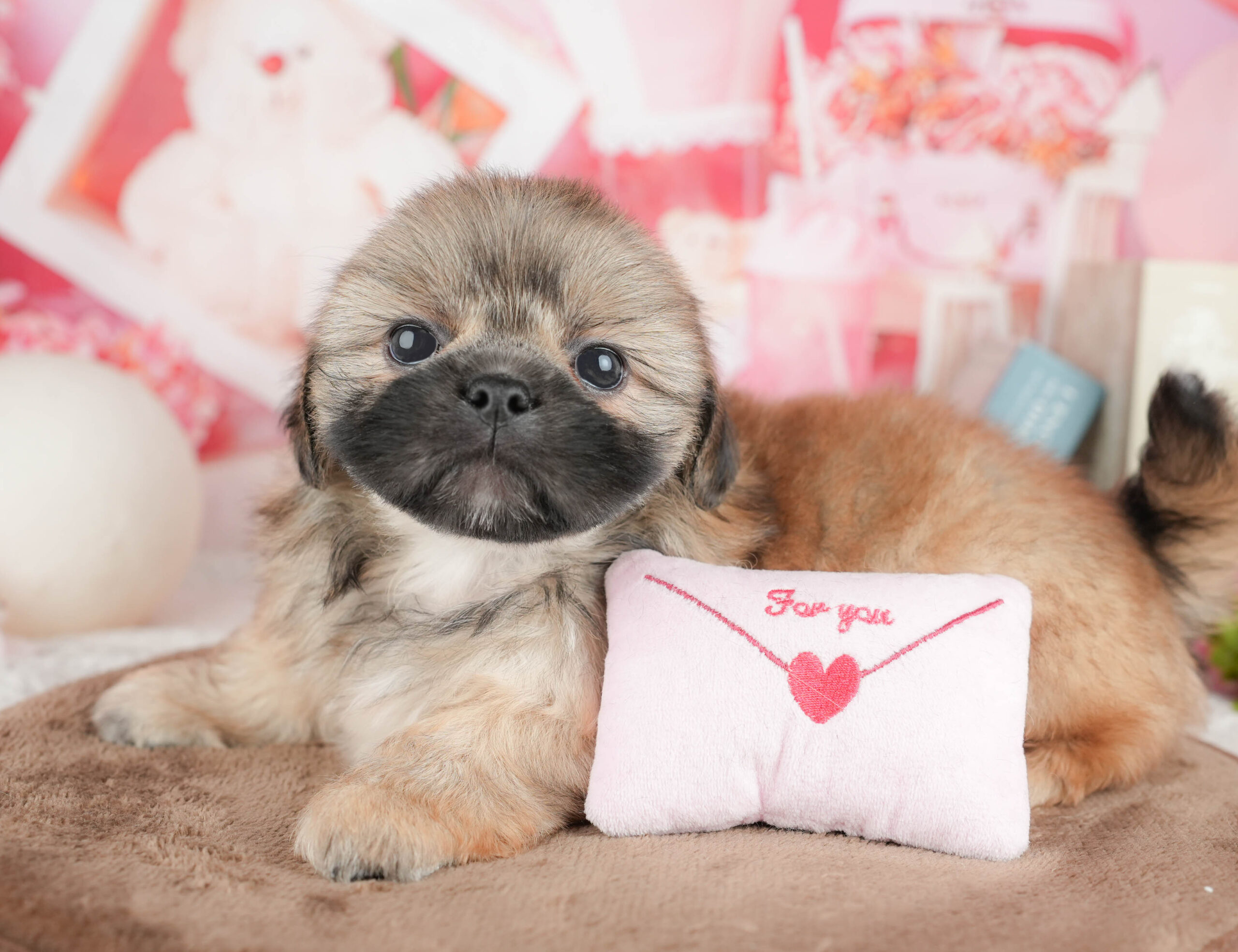 ペキシーズー | 男の子 | フォーン | 2026年1月17日