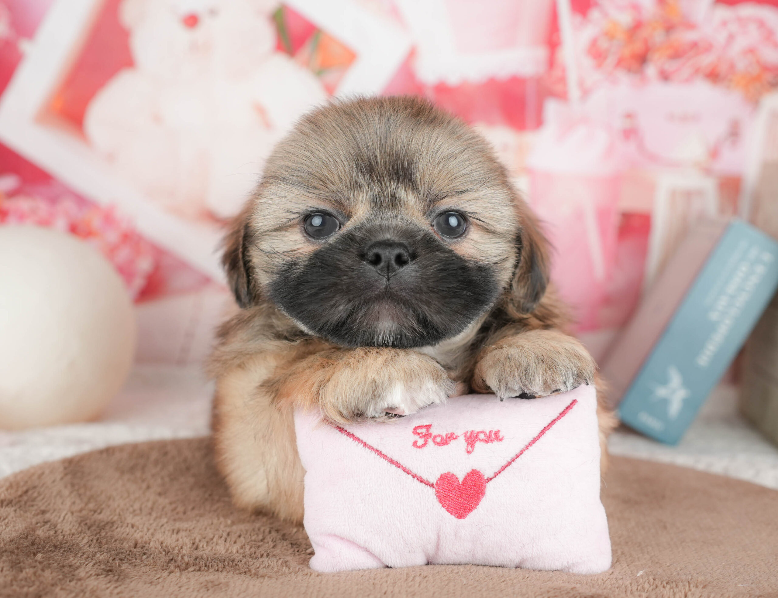 ペキシーズー | 男の子 | フォーン | 2026年1月17日