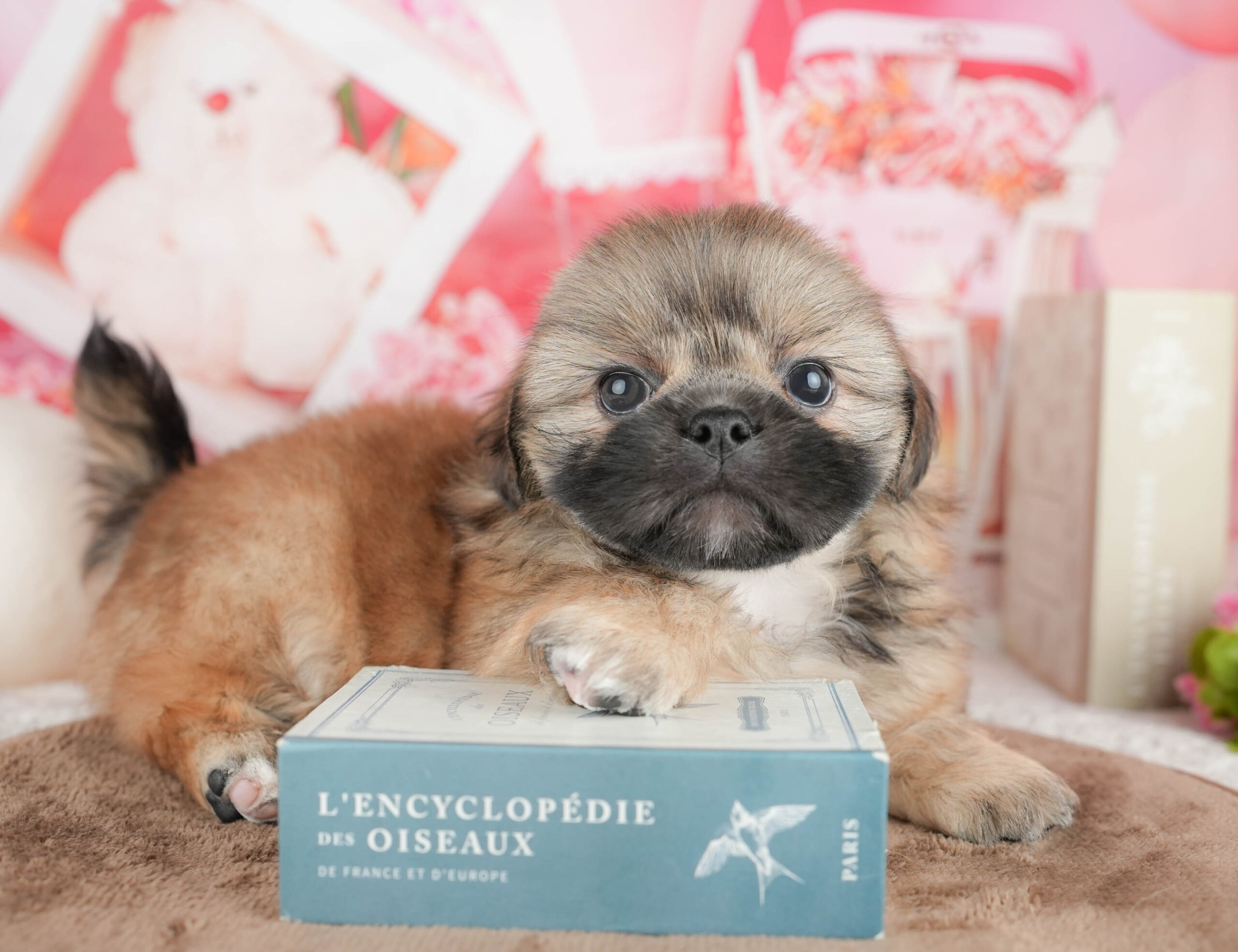 ペキシーズー | 男の子 | フォーン | 2026年1月17日