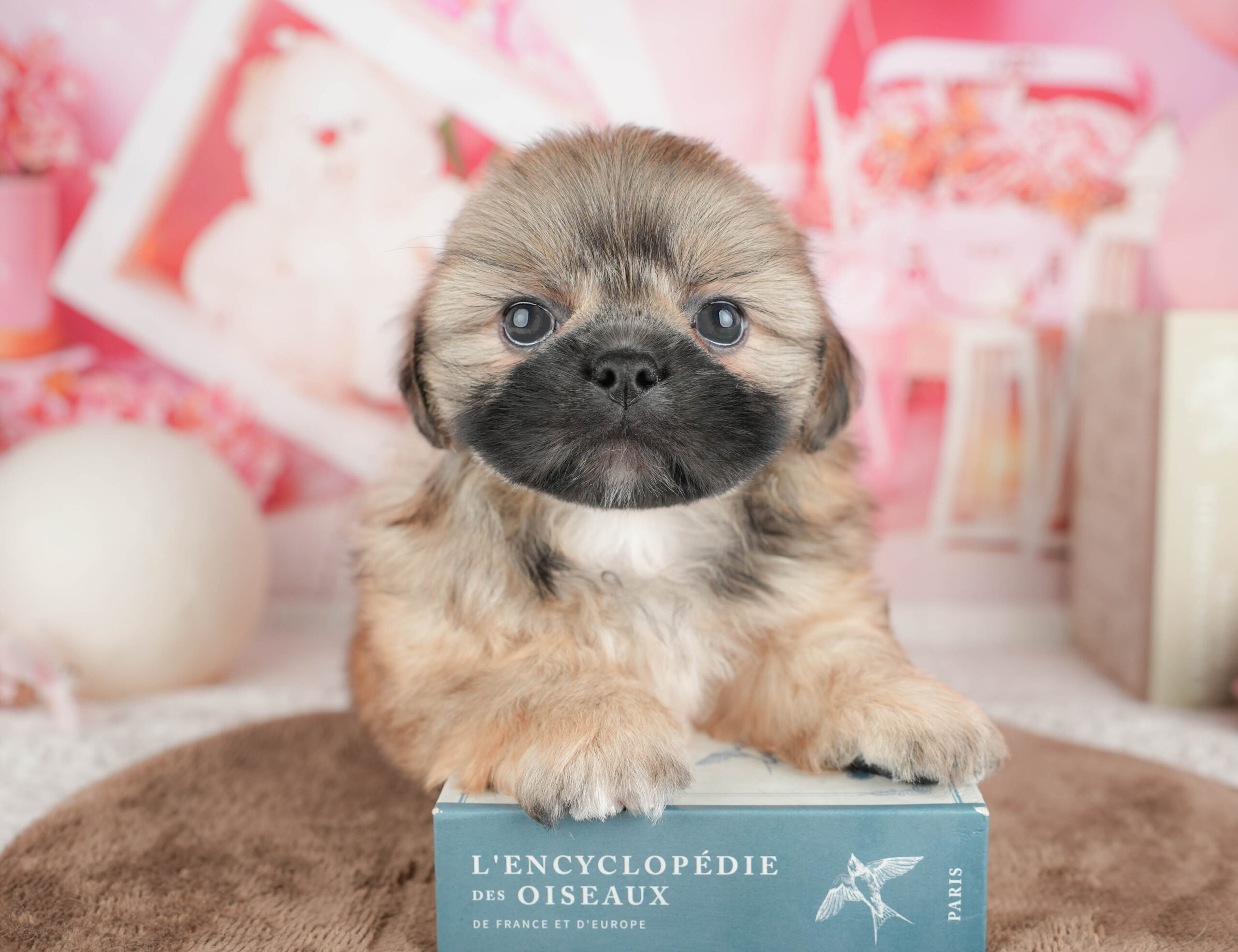 ペキシーズー | 男の子 | フォーン | 2026年1月17日