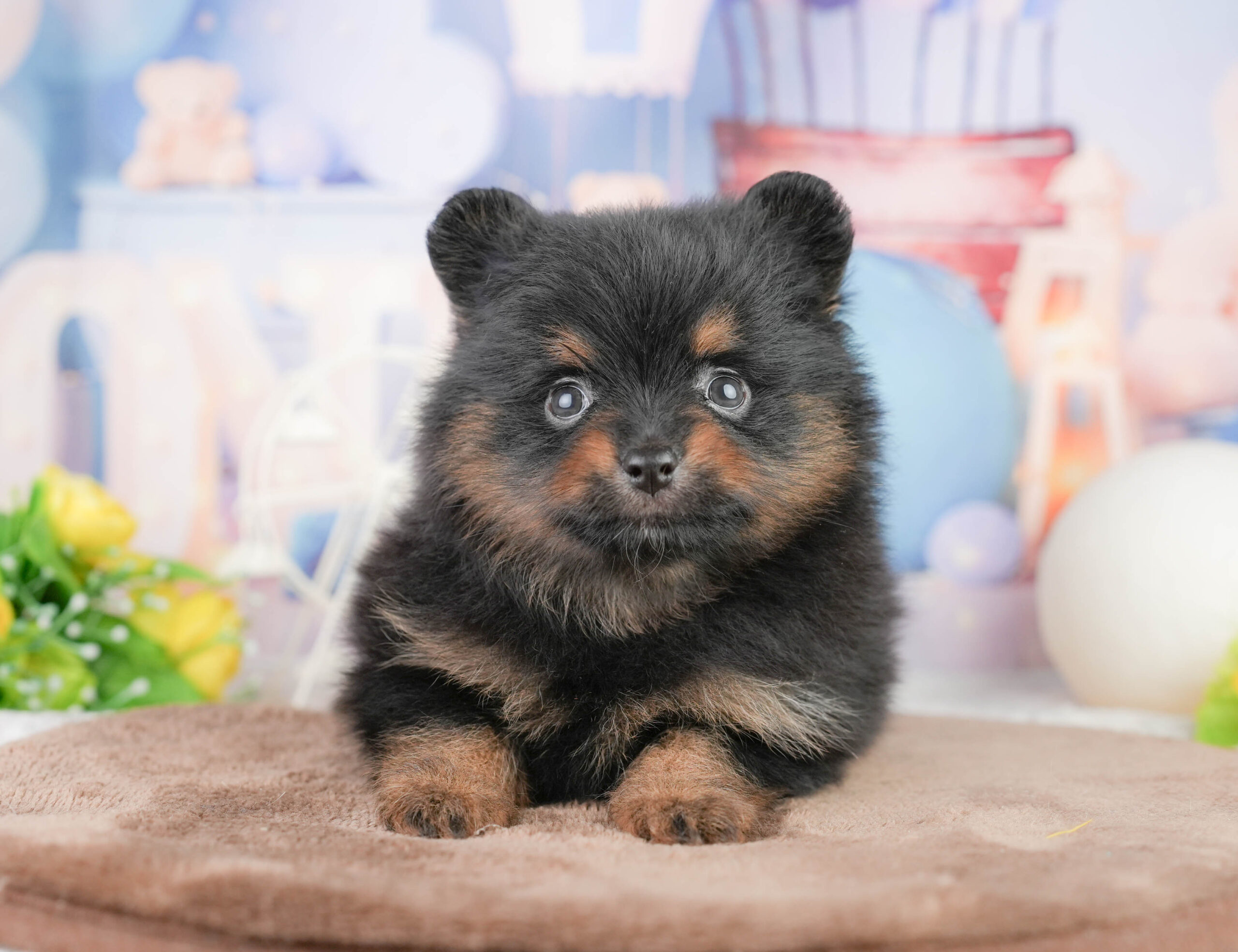 ポメラニアン | 女の子 | ブラック＆タン | 2026年1月17日