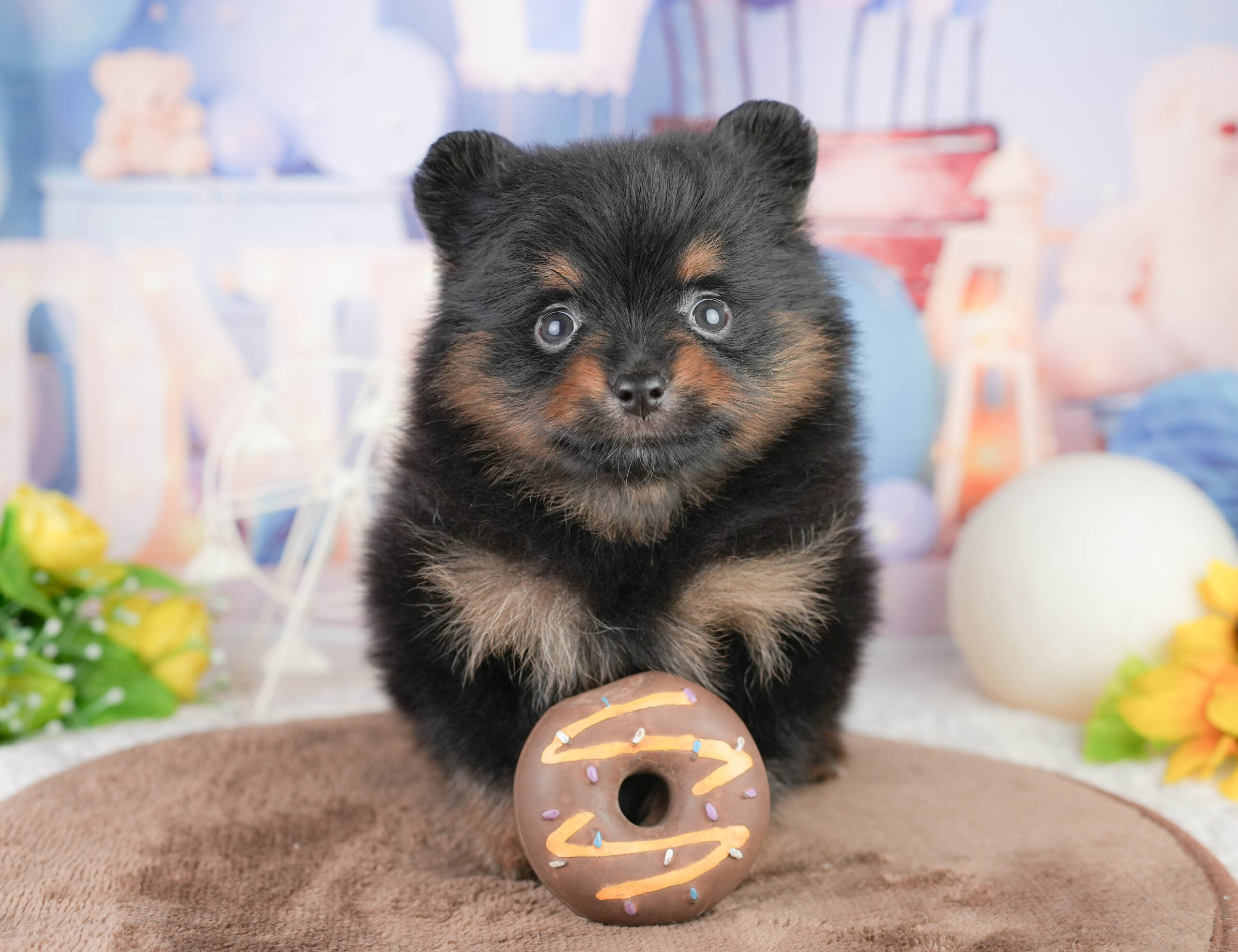 ポメラニアン | 女の子 | ブラック＆タン | 2026年1月17日