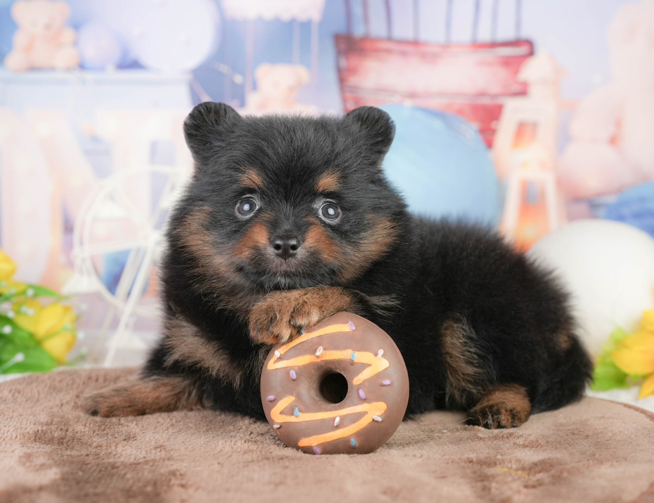 ポメラニアン | 女の子 | ブラック＆タン | 2026年1月17日