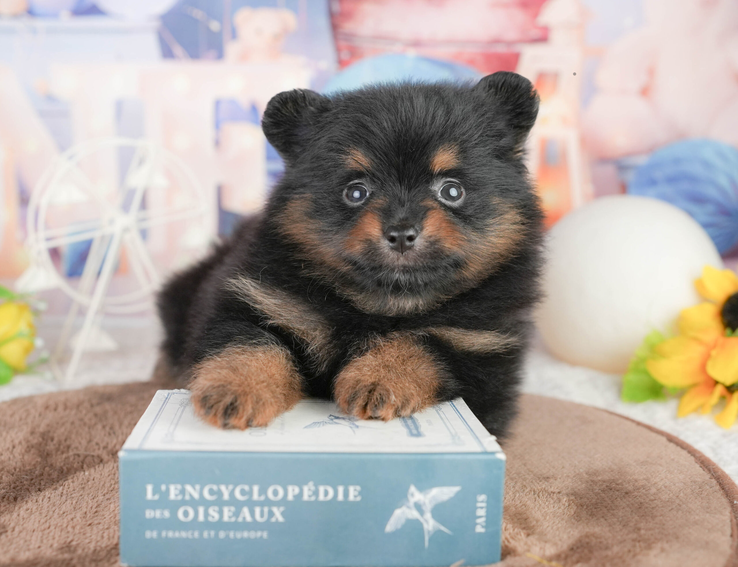 ポメラニアン | 女の子 | ブラック＆タン | 2026年1月17日